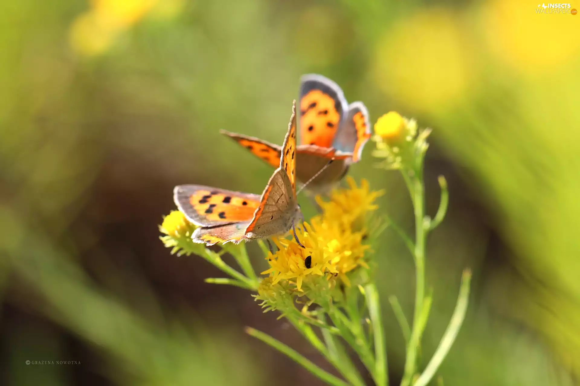 butterflies, insects, Flowers, Lycaena