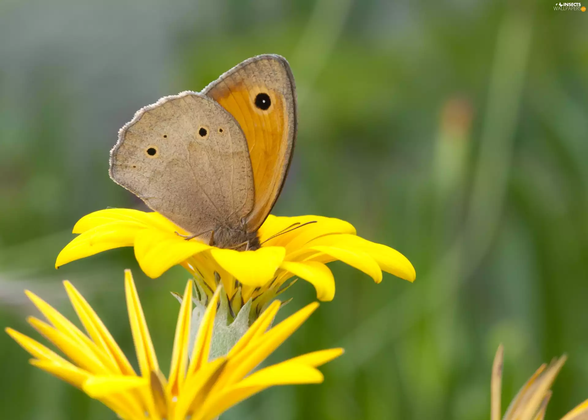 Yellow, Colourfull Flowers, Lycaena, Large Copper, butterfly