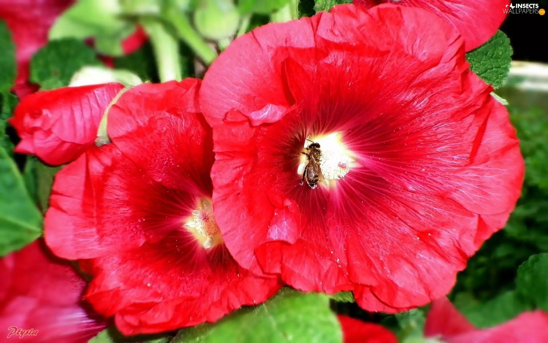 mallow, bee