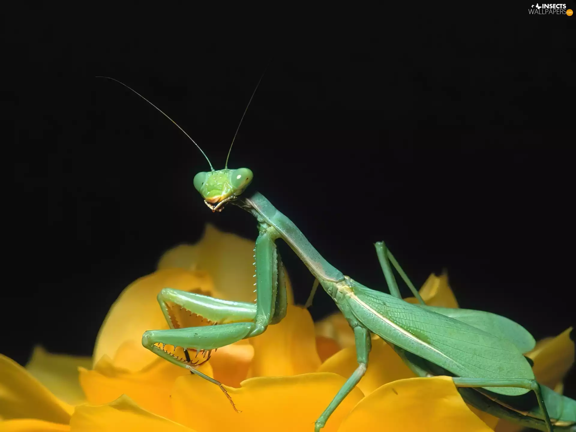 mantis
