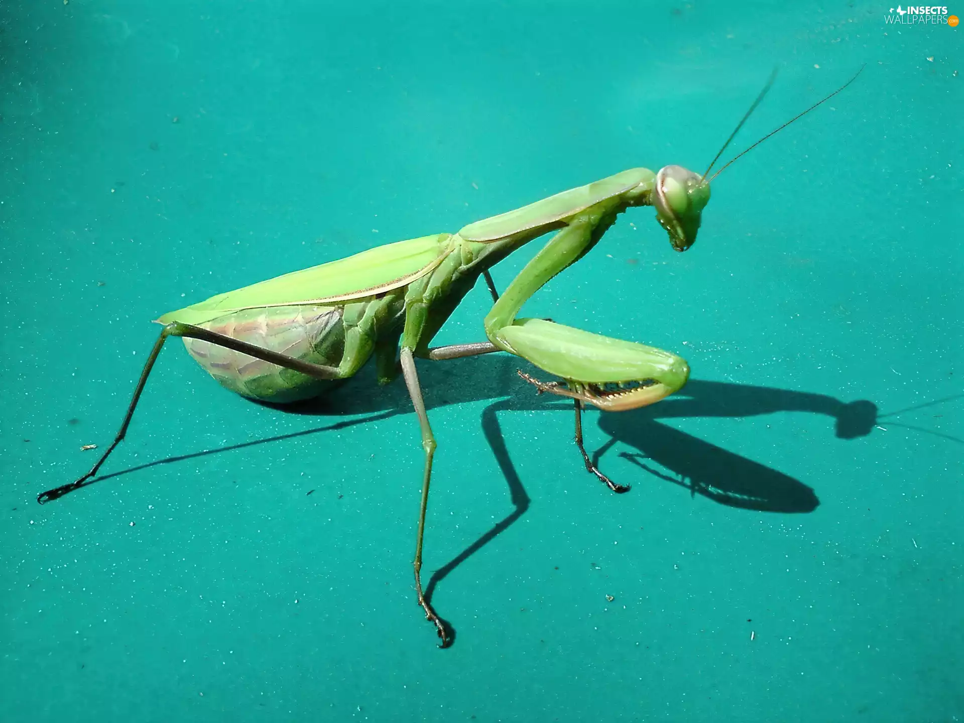 mantis, Callibia