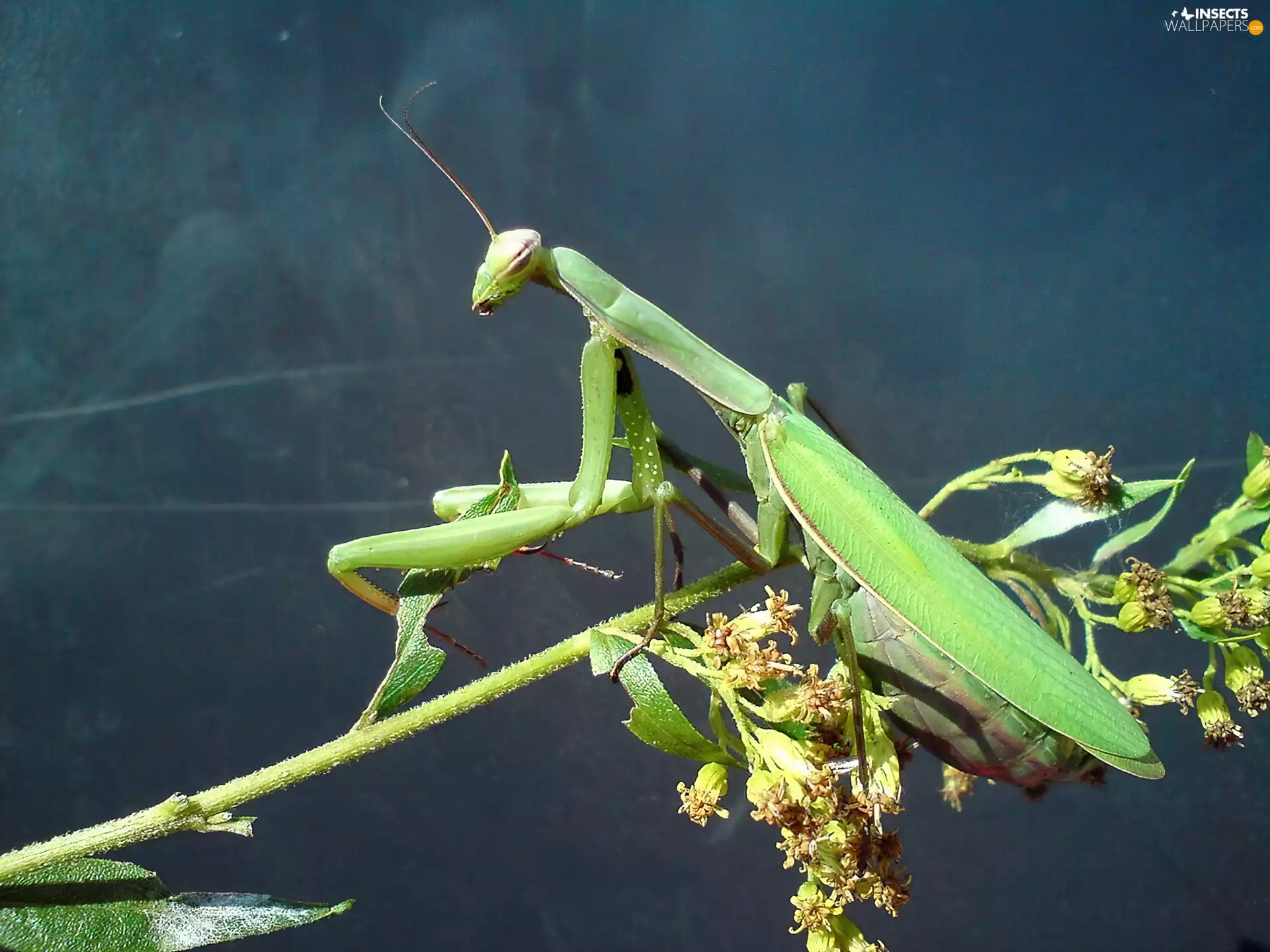 mantis, Green
