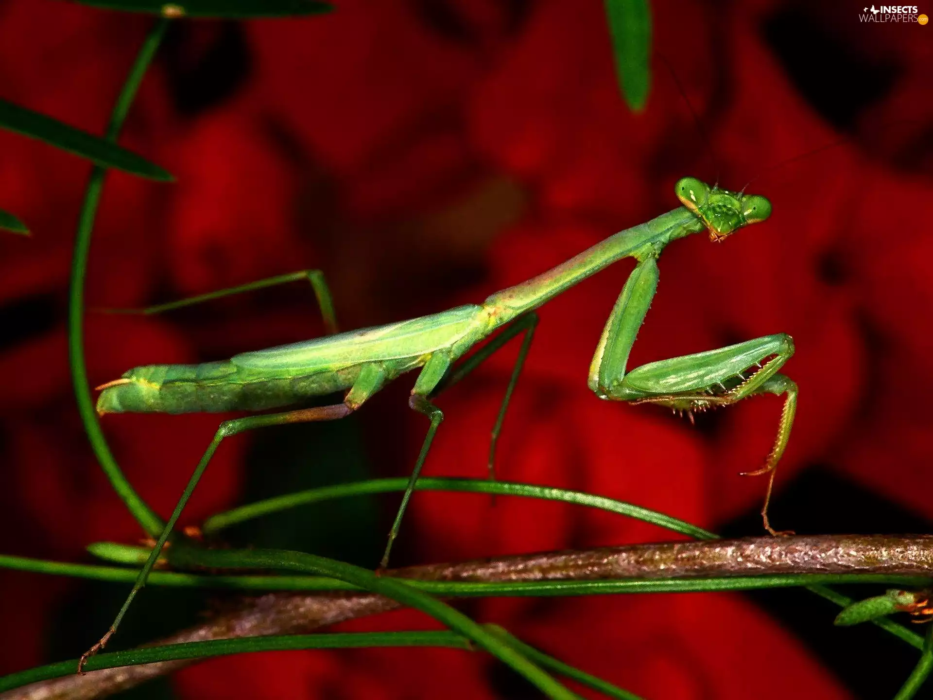 mantis, twig