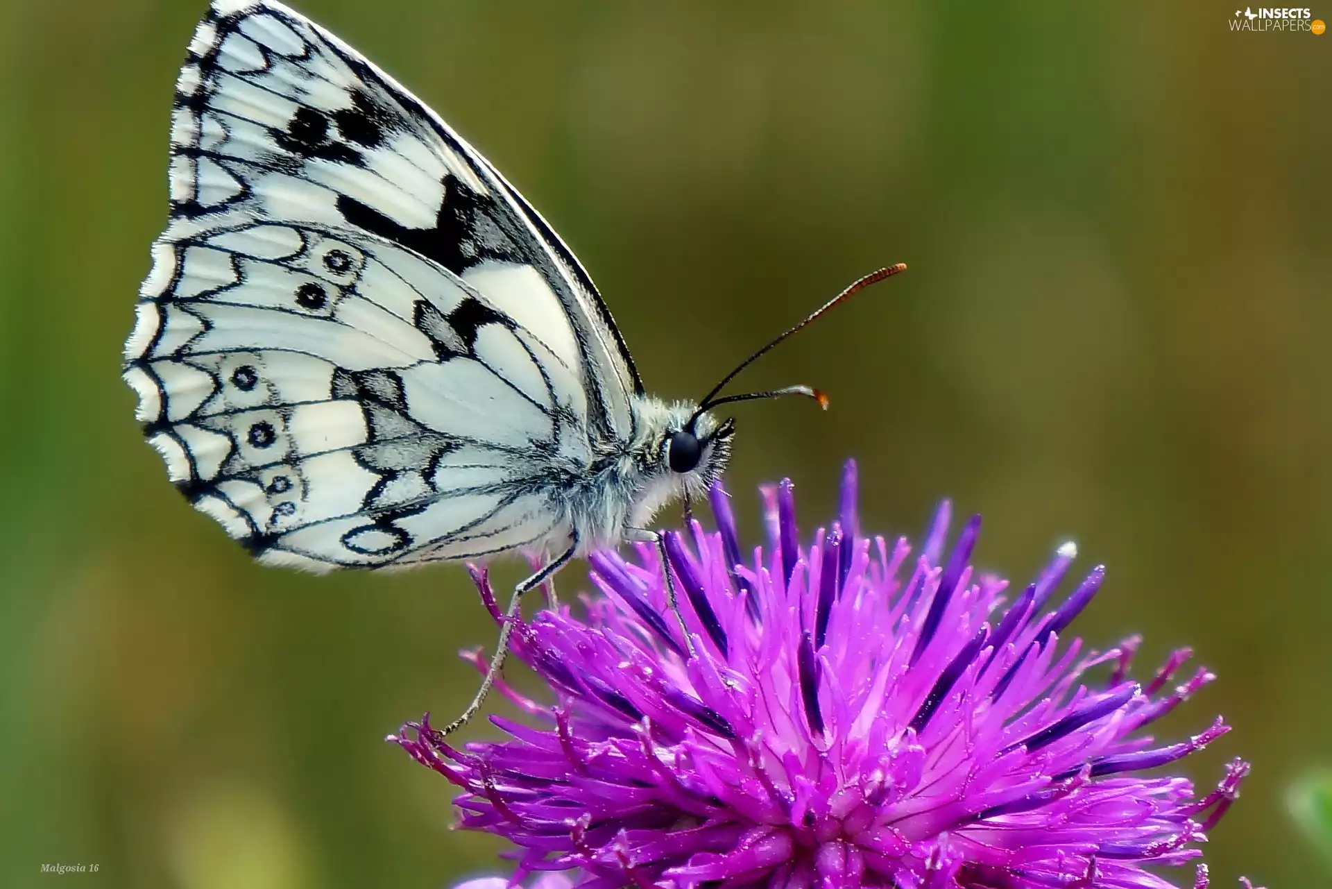 Insect, marbled chessboard, teasel, butterfly