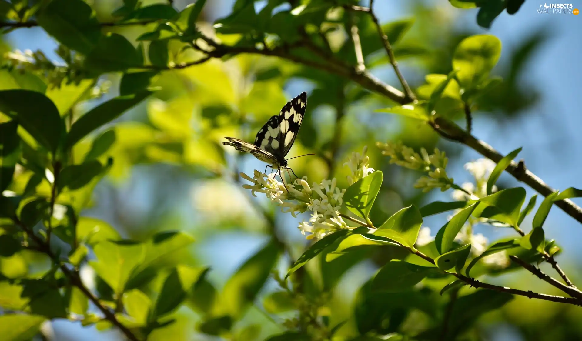 marbled chessboard, butterfly, Twigs, Flowers, flash, luminosity, ligh, sun, White