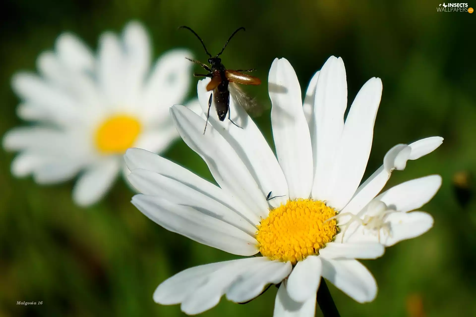 Flowers, Insect, cockchafer, Margaret
