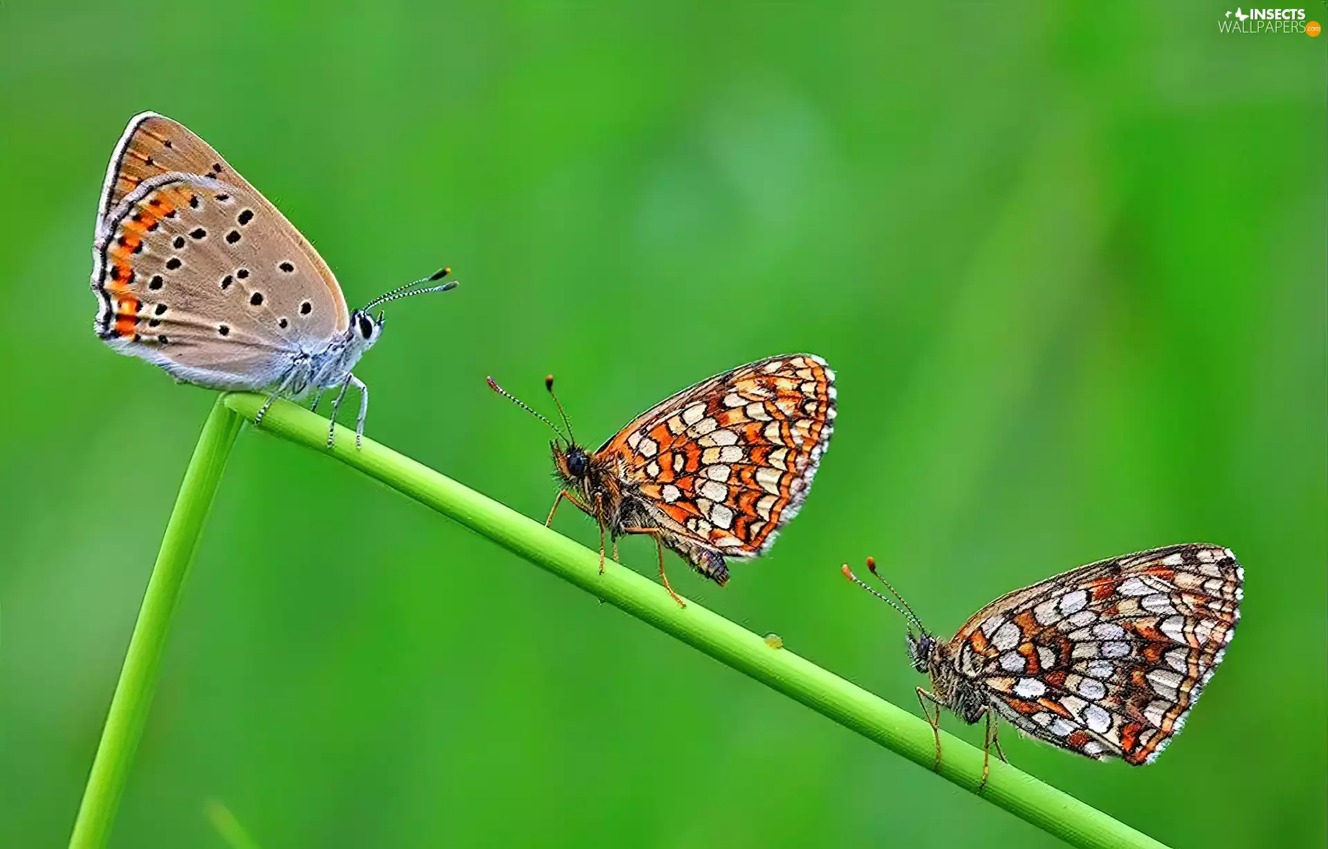 insects, Dusky Icarus, Marsh Fritillary, butterflies