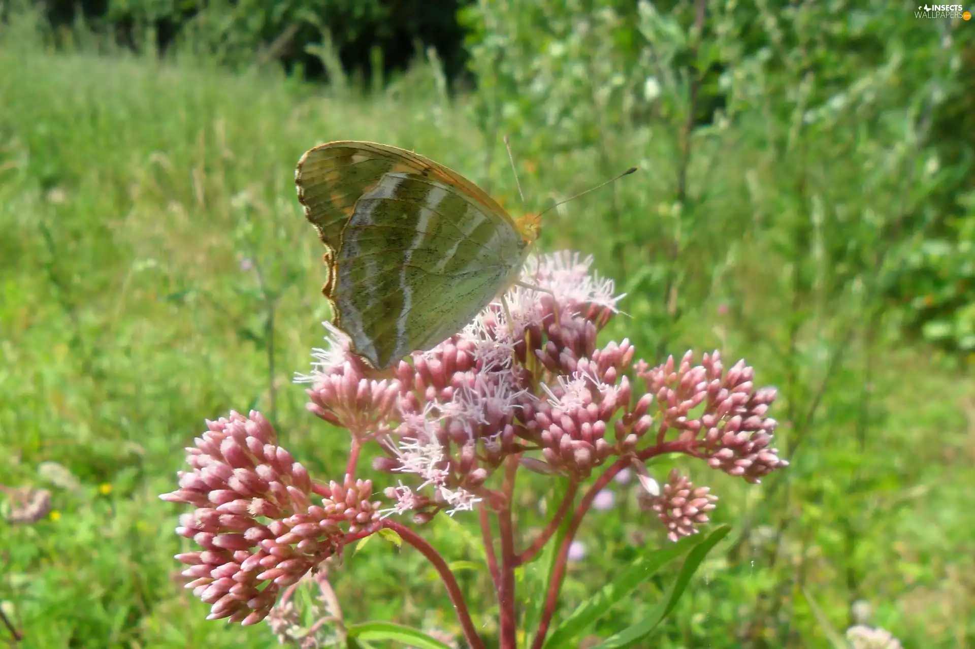 flower, Meadow, an, pink, butterfly