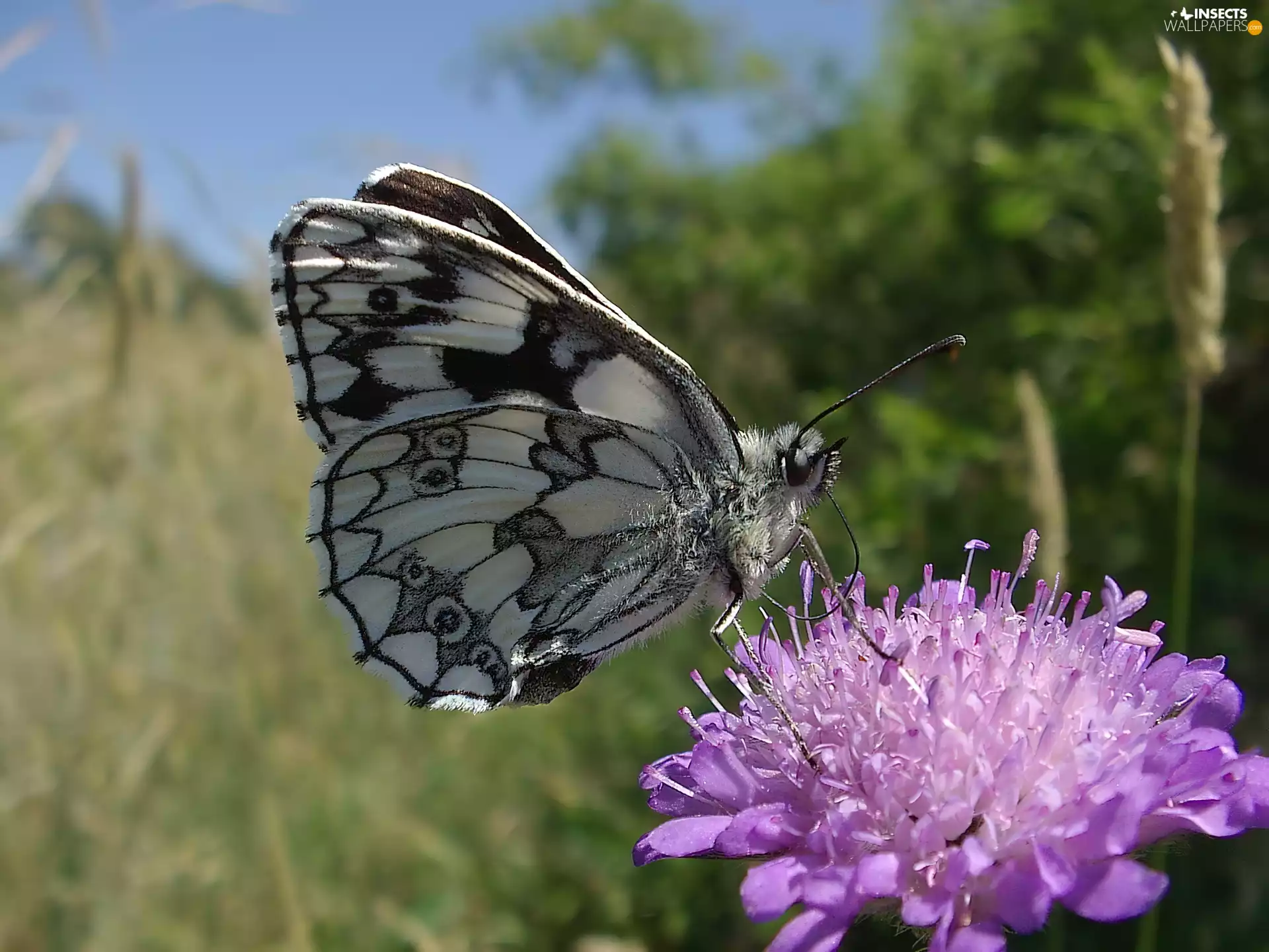 butterfly, Colourfull Flowers, Meadow, marbled chessboard