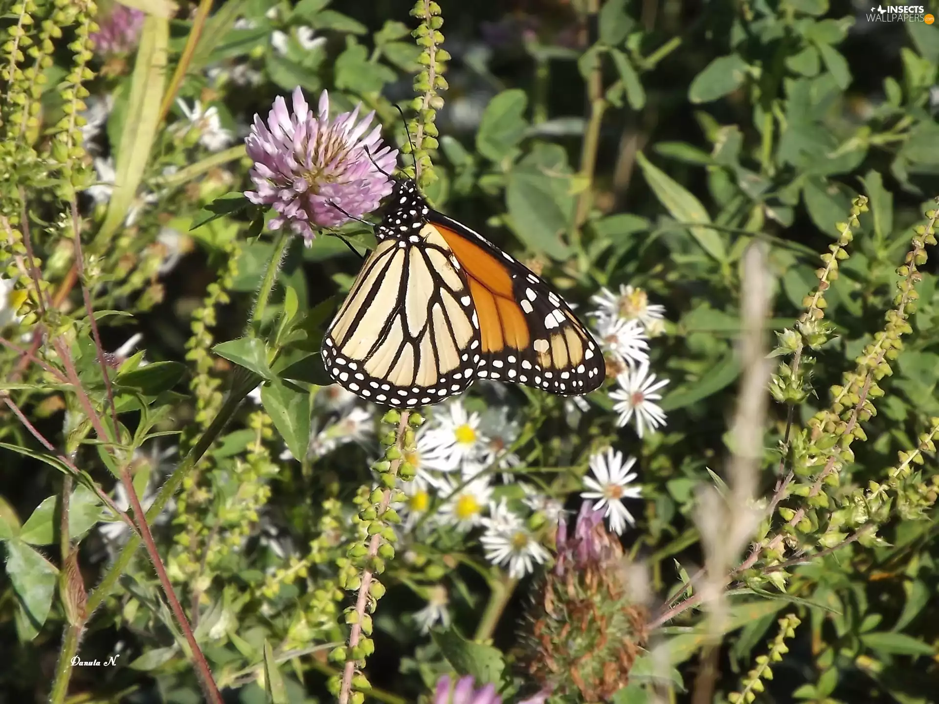 butterfly, Wildflowers, Flowers, Monarch