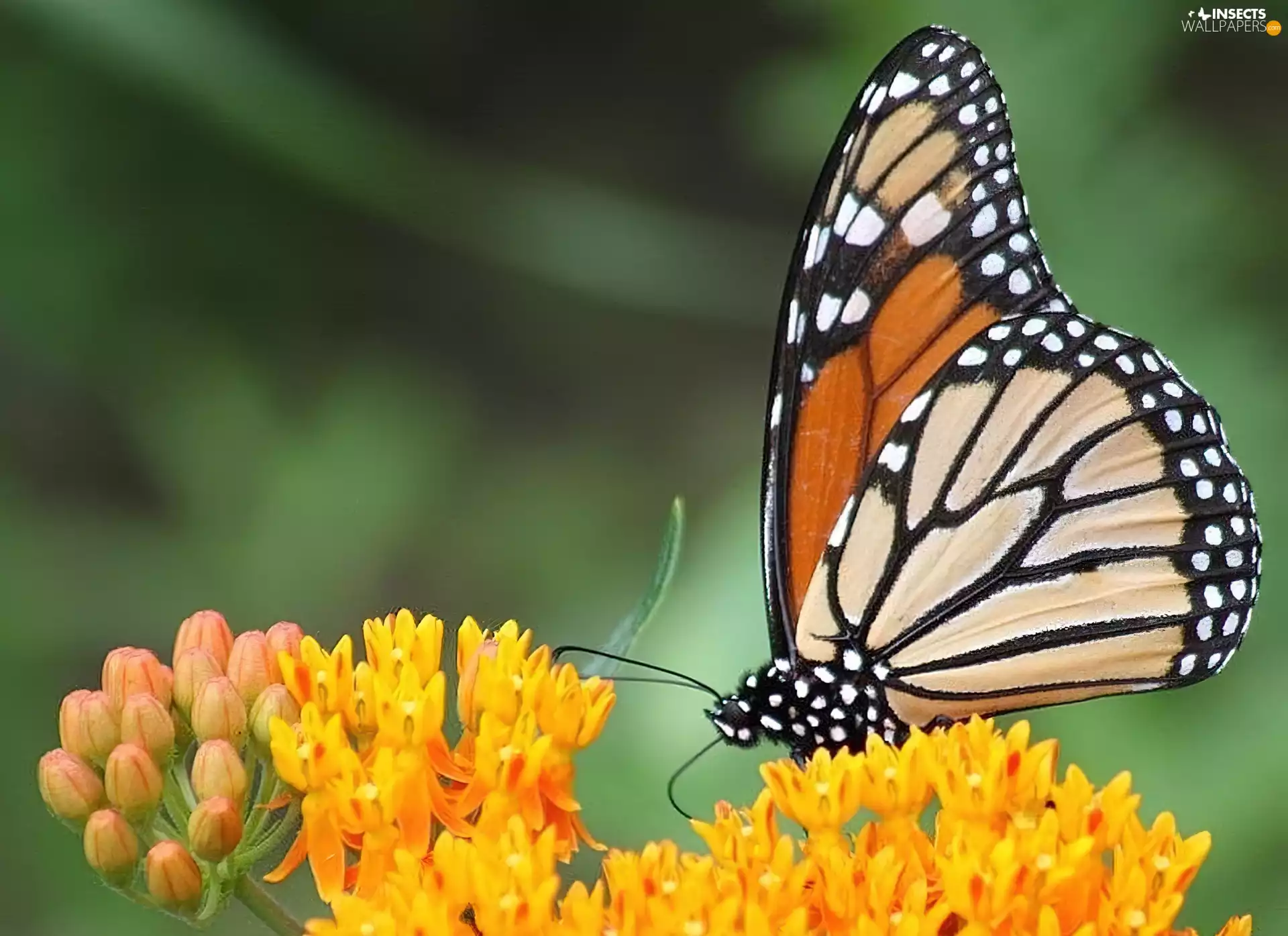 butterfly, Yellow, Flowers, monarch
