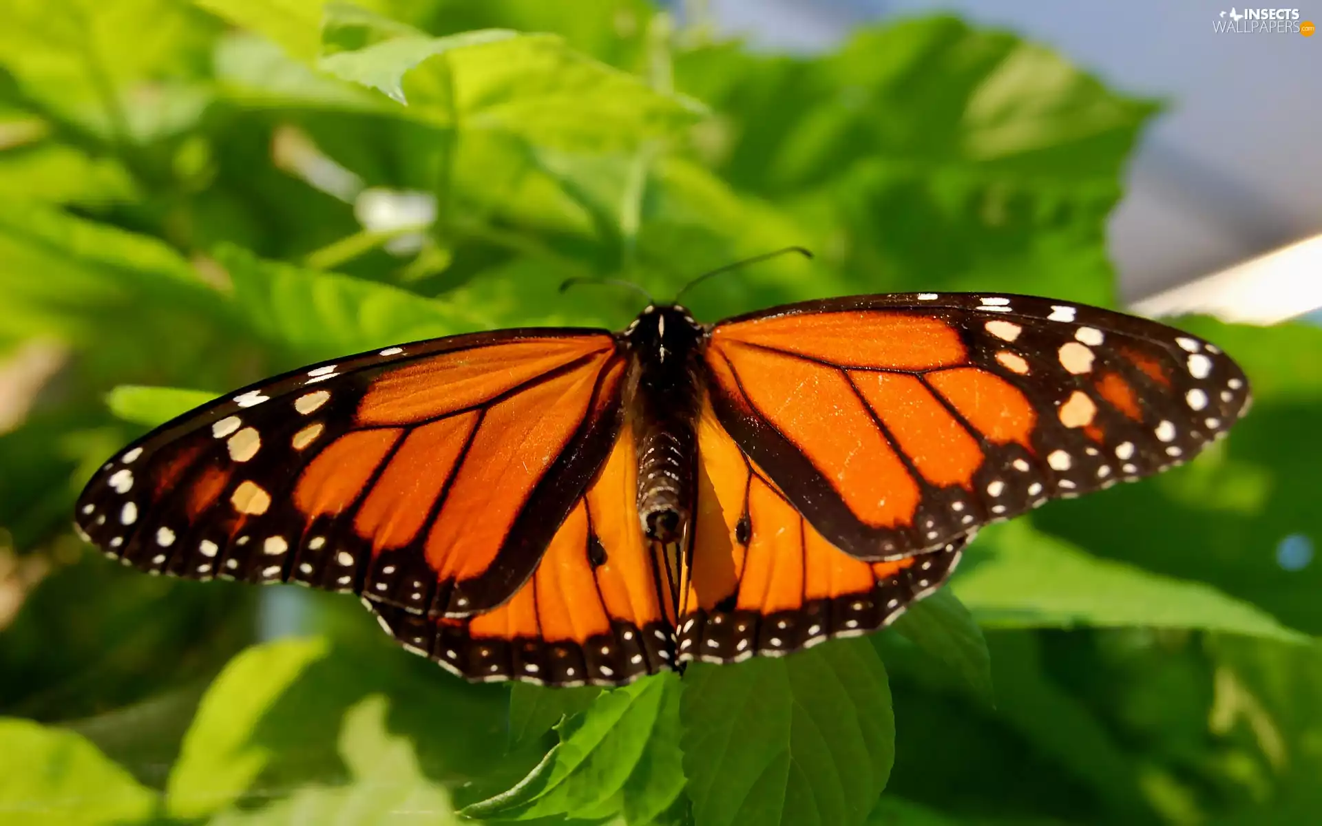 butterfly, Danaid, wandering, monarch