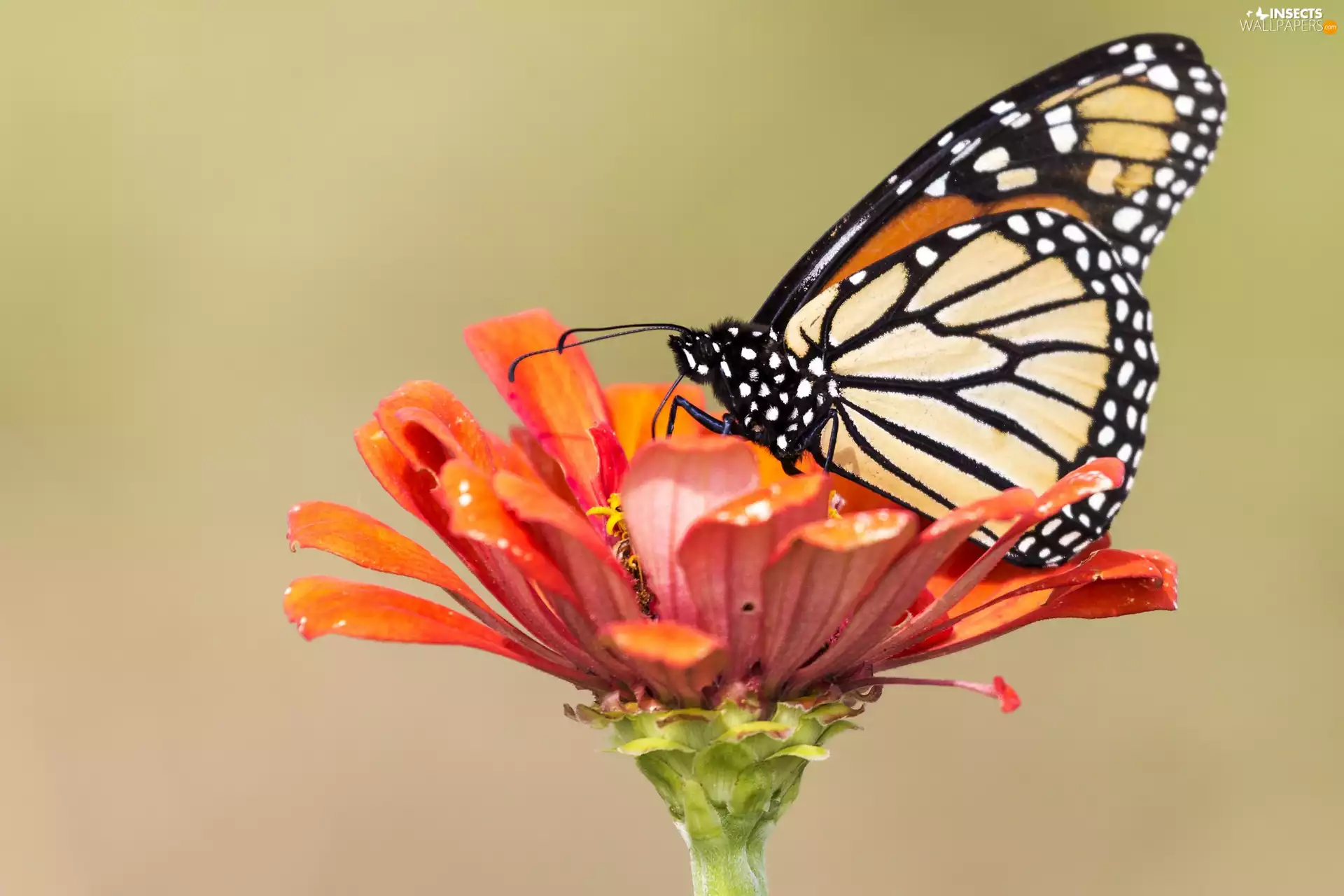 Colourfull Flowers, butterfly, Monarch
