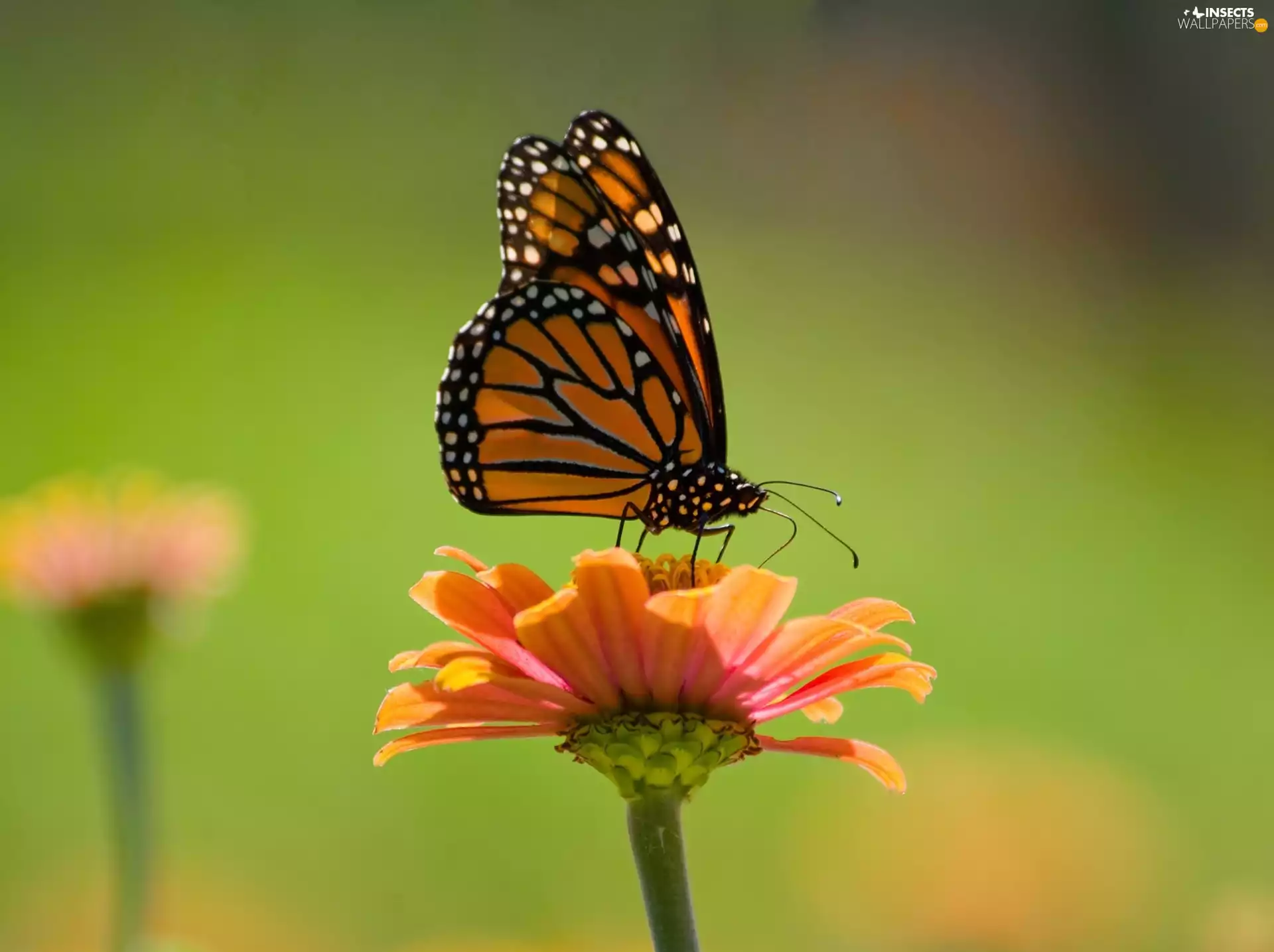 Colourfull Flowers, butterfly, Monarch