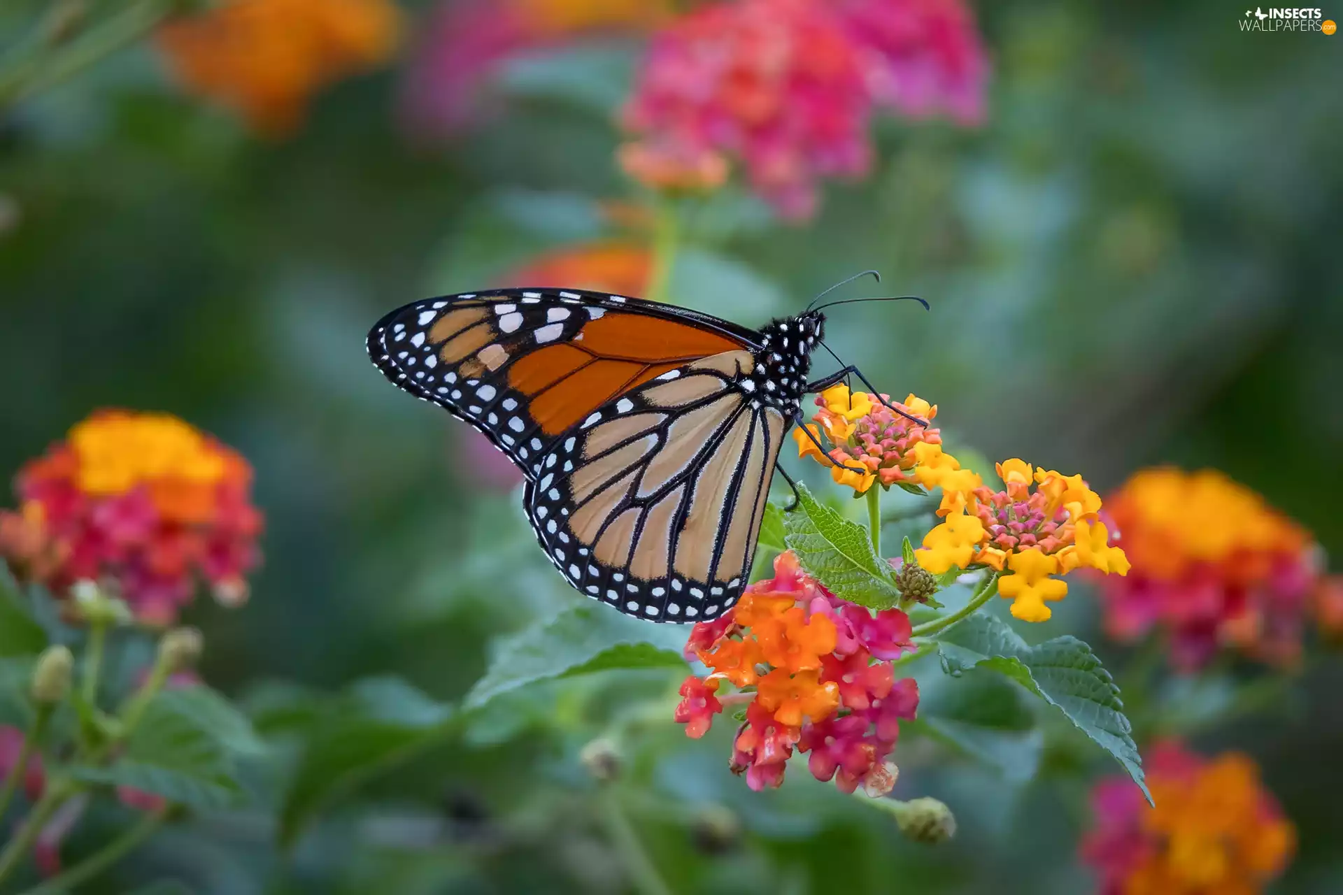 Monarch Butterfly, Flowers