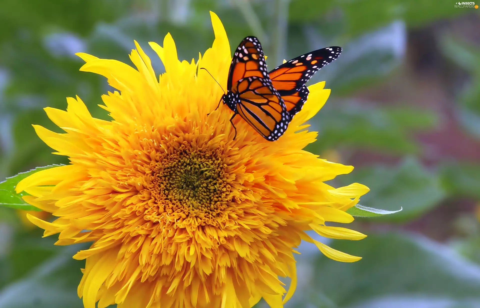 Sunflower decorative, butterfly, monarch