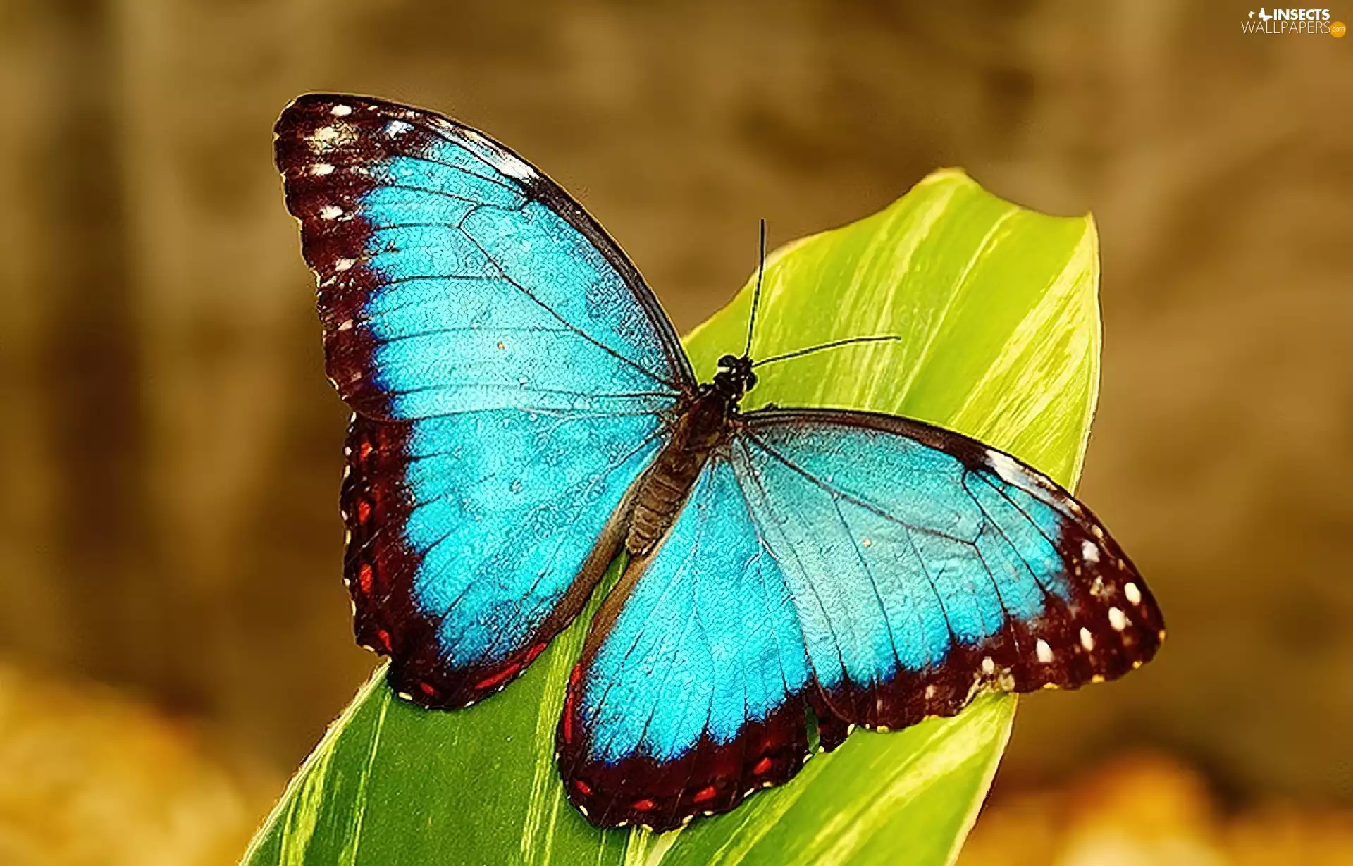 morpho, colorful, butterfly