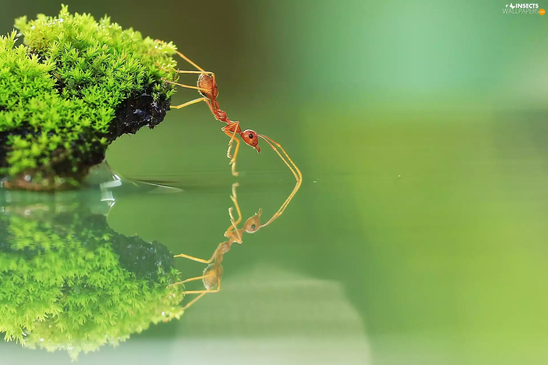 ant, water, reflection, Moss