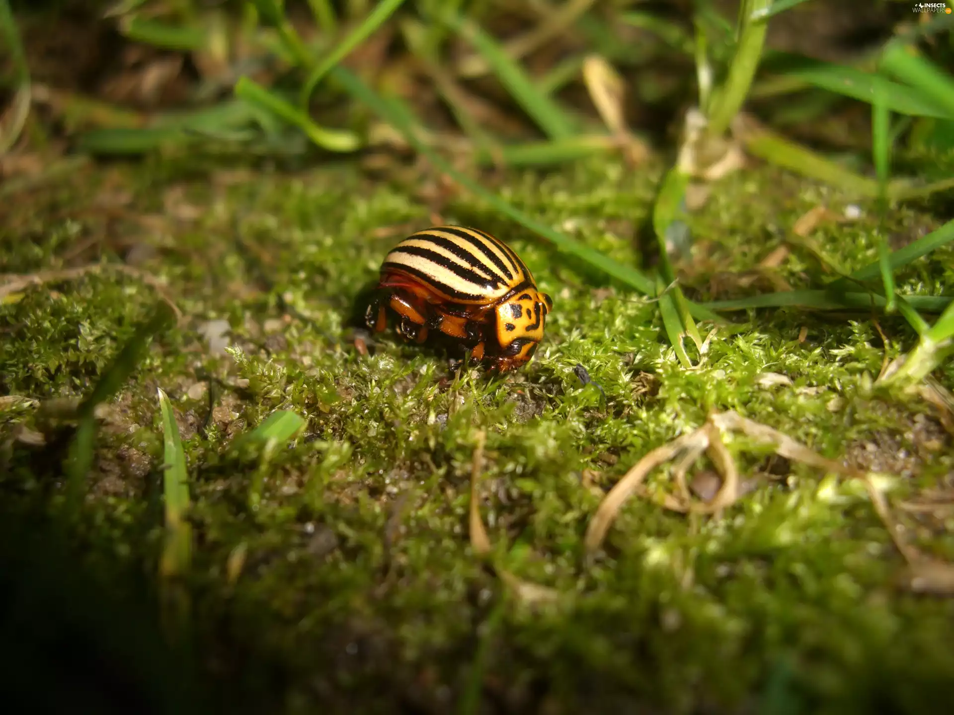 grass, Colorado Beetle, Moss
