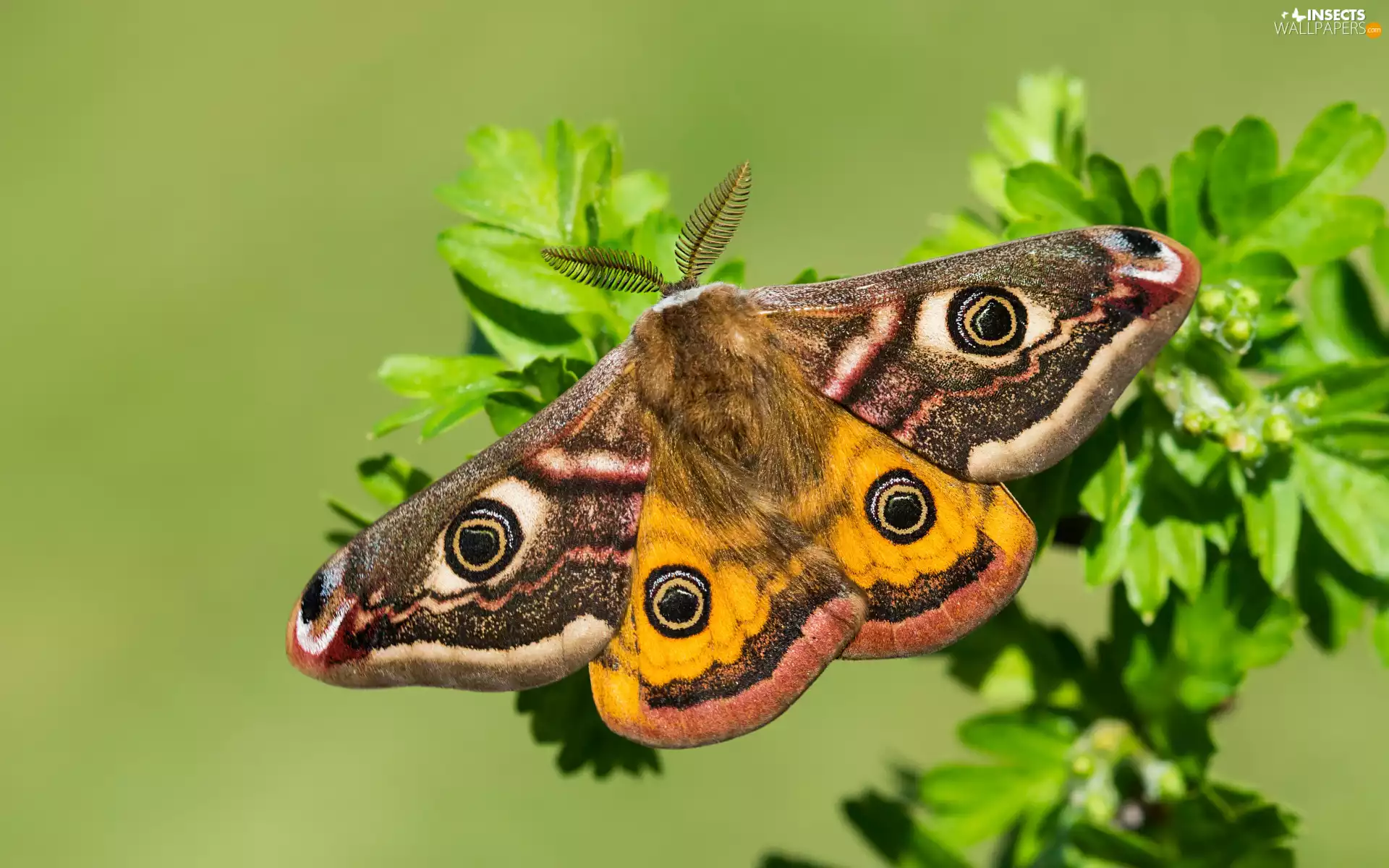 moth, Small Emperor Moth