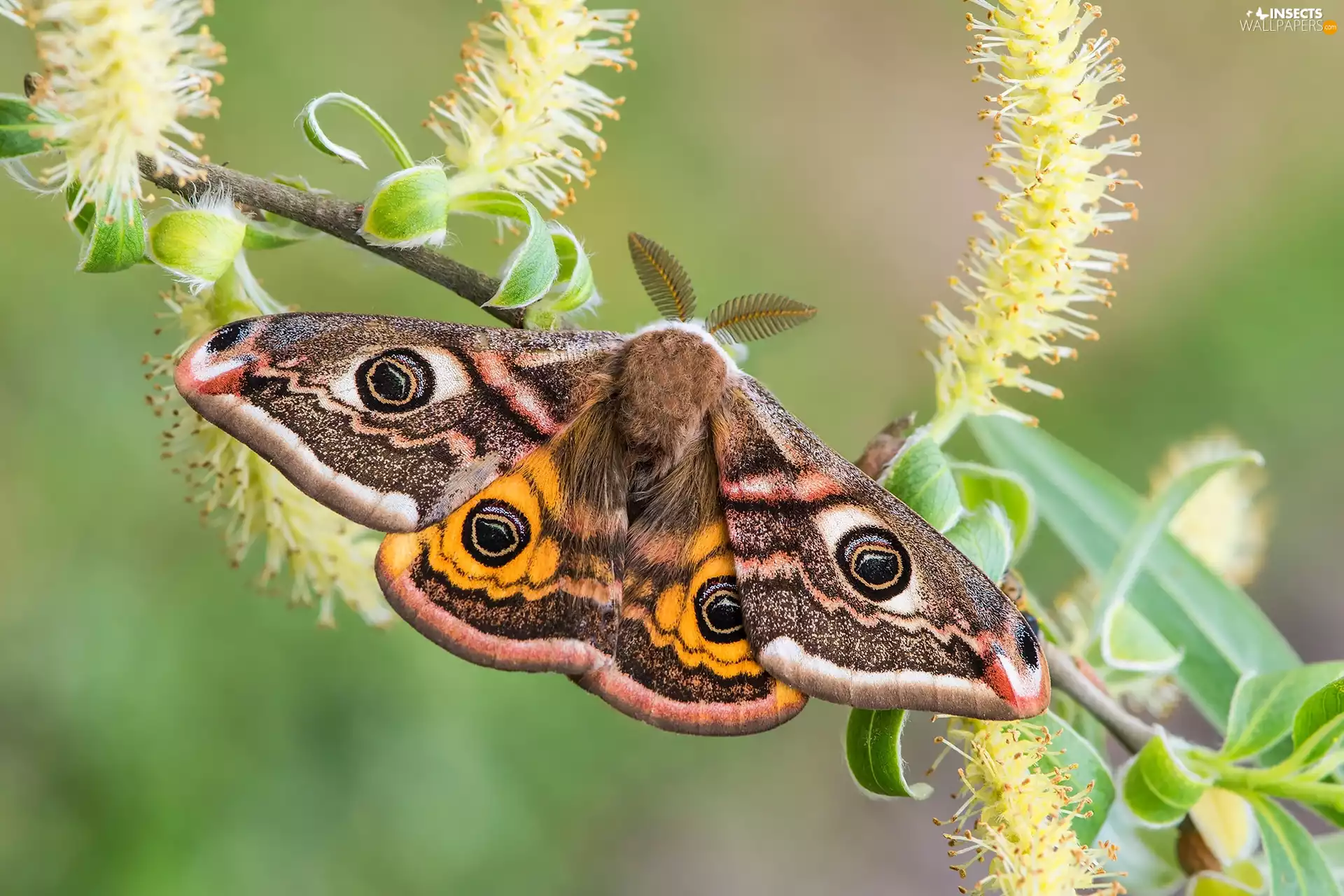 twig, moth, Small Emperor Moth