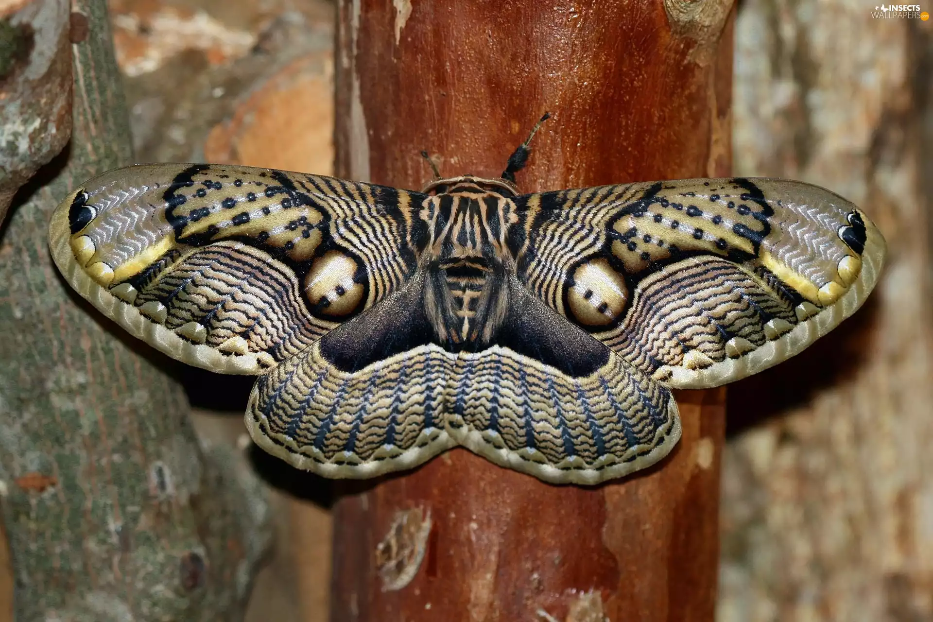 moth, Brahmaea Wallichii