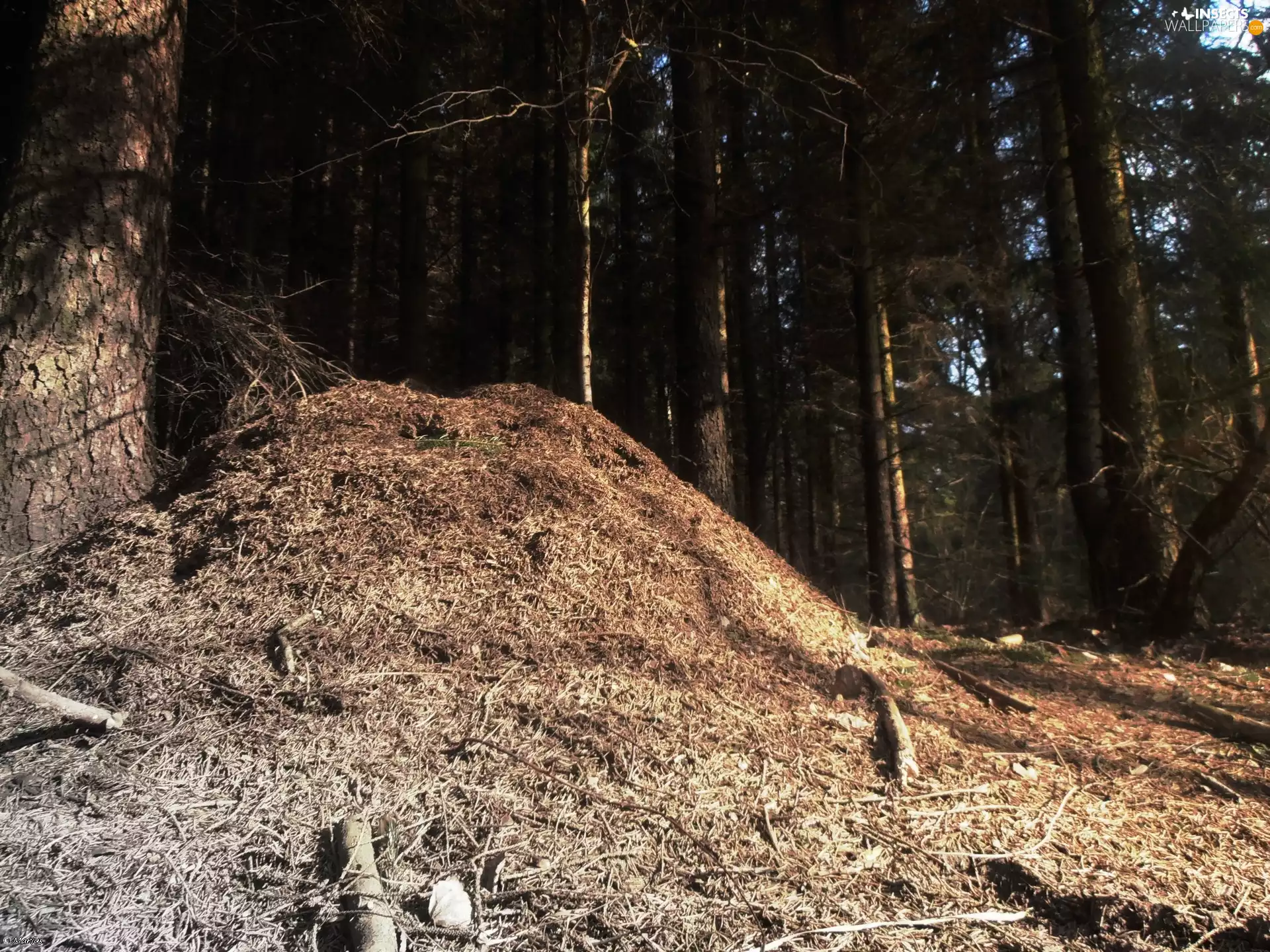 large, Ants, forest, Mound