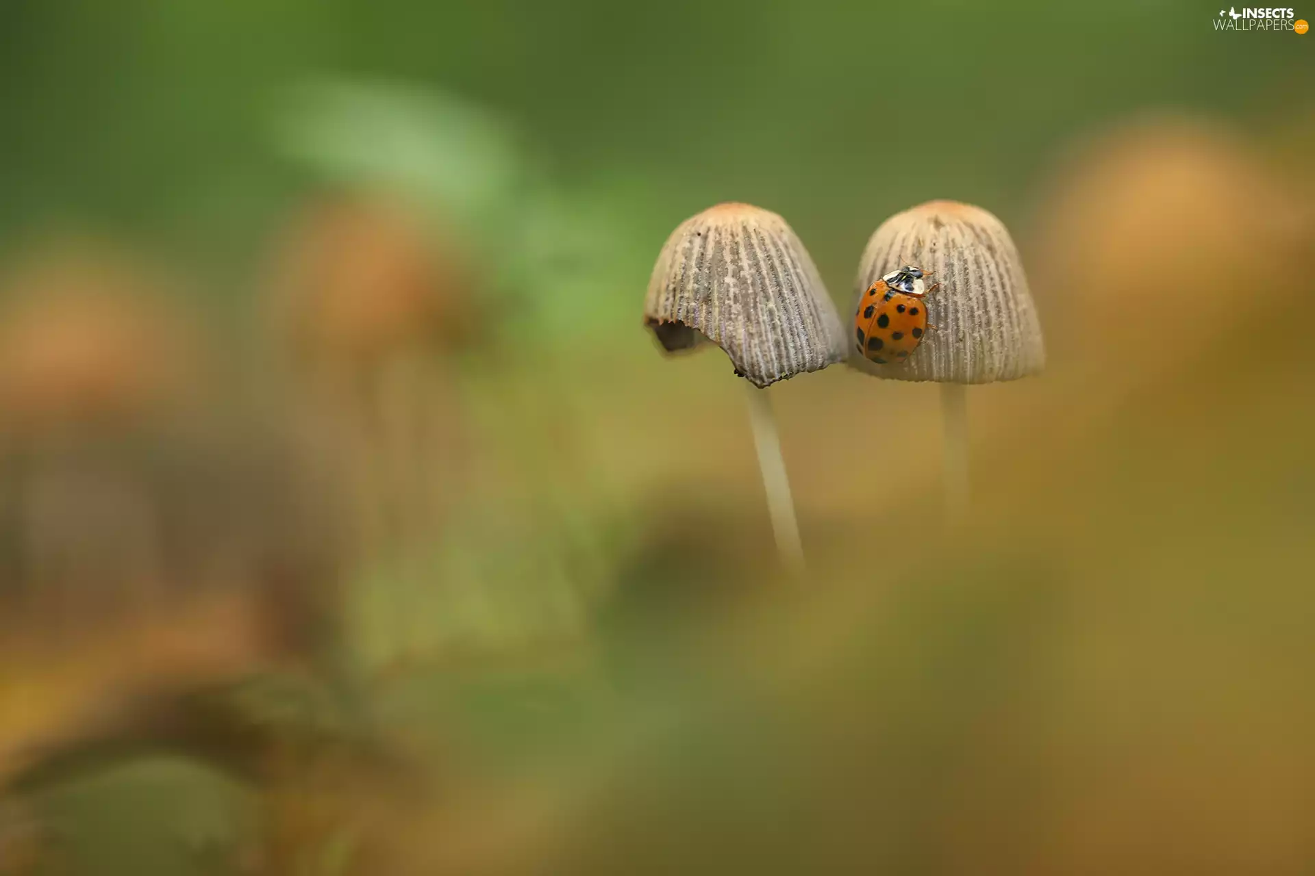 ladybird, Two cars, mushroom