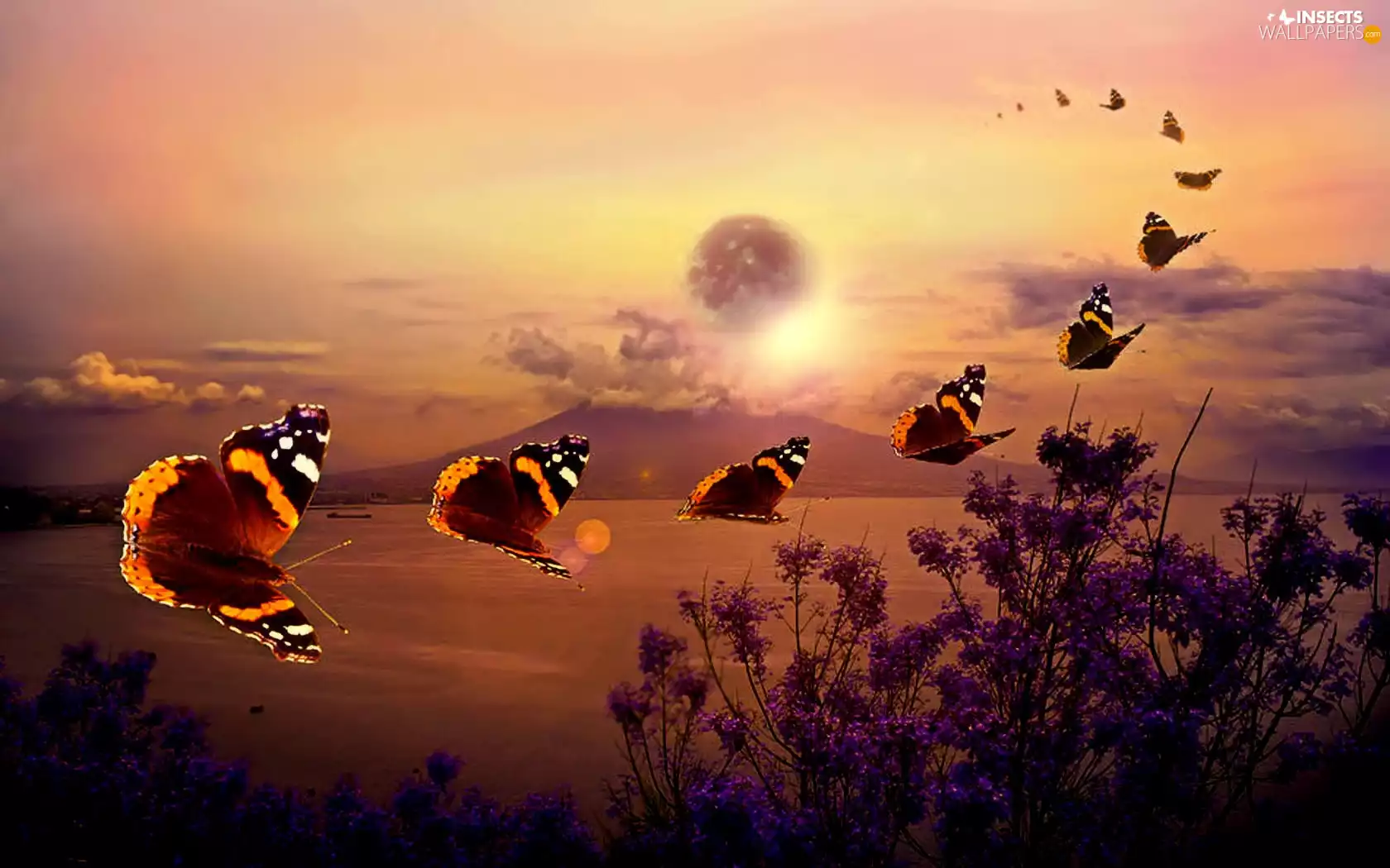 nature, butterflies