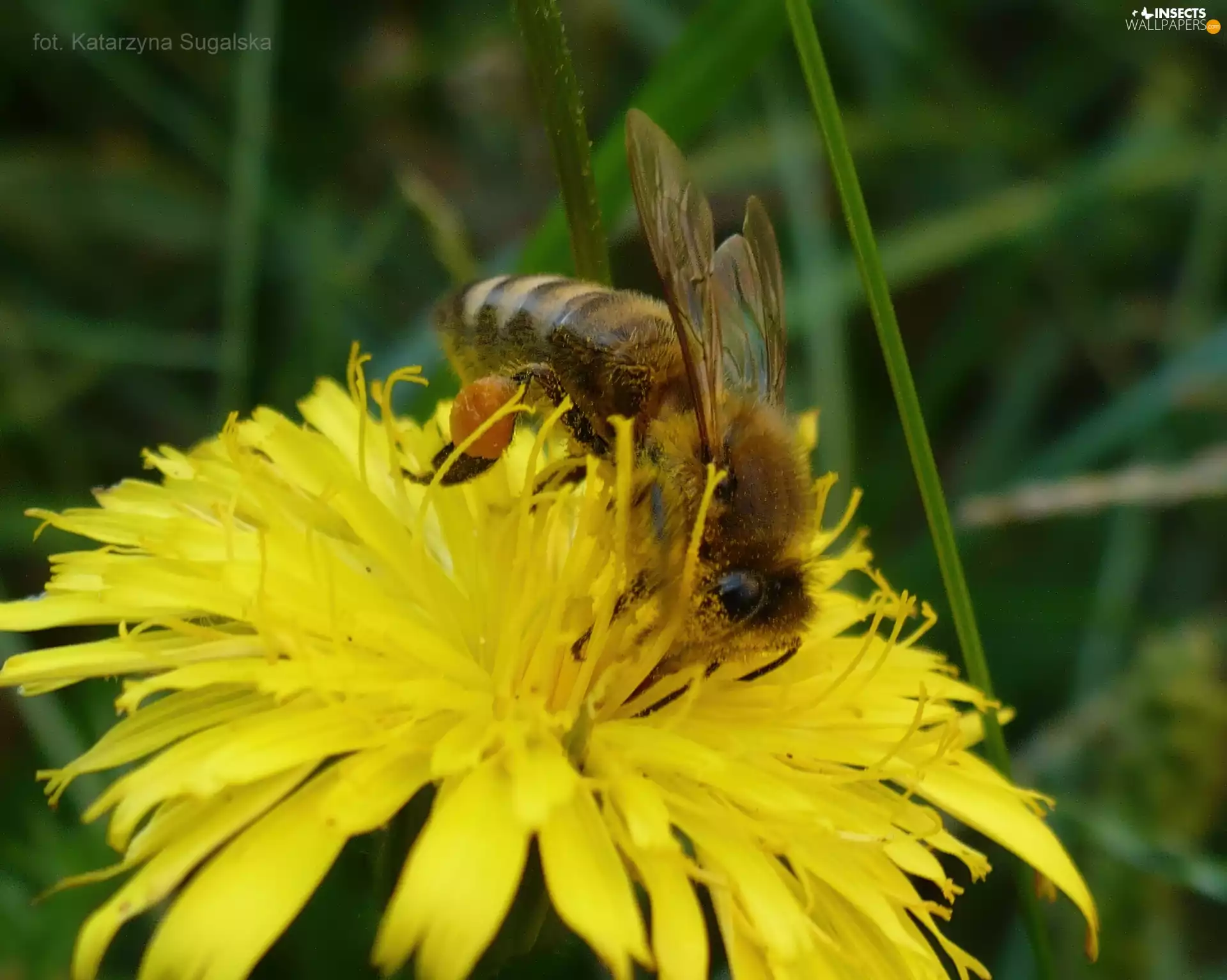 nectar, bee, puffball