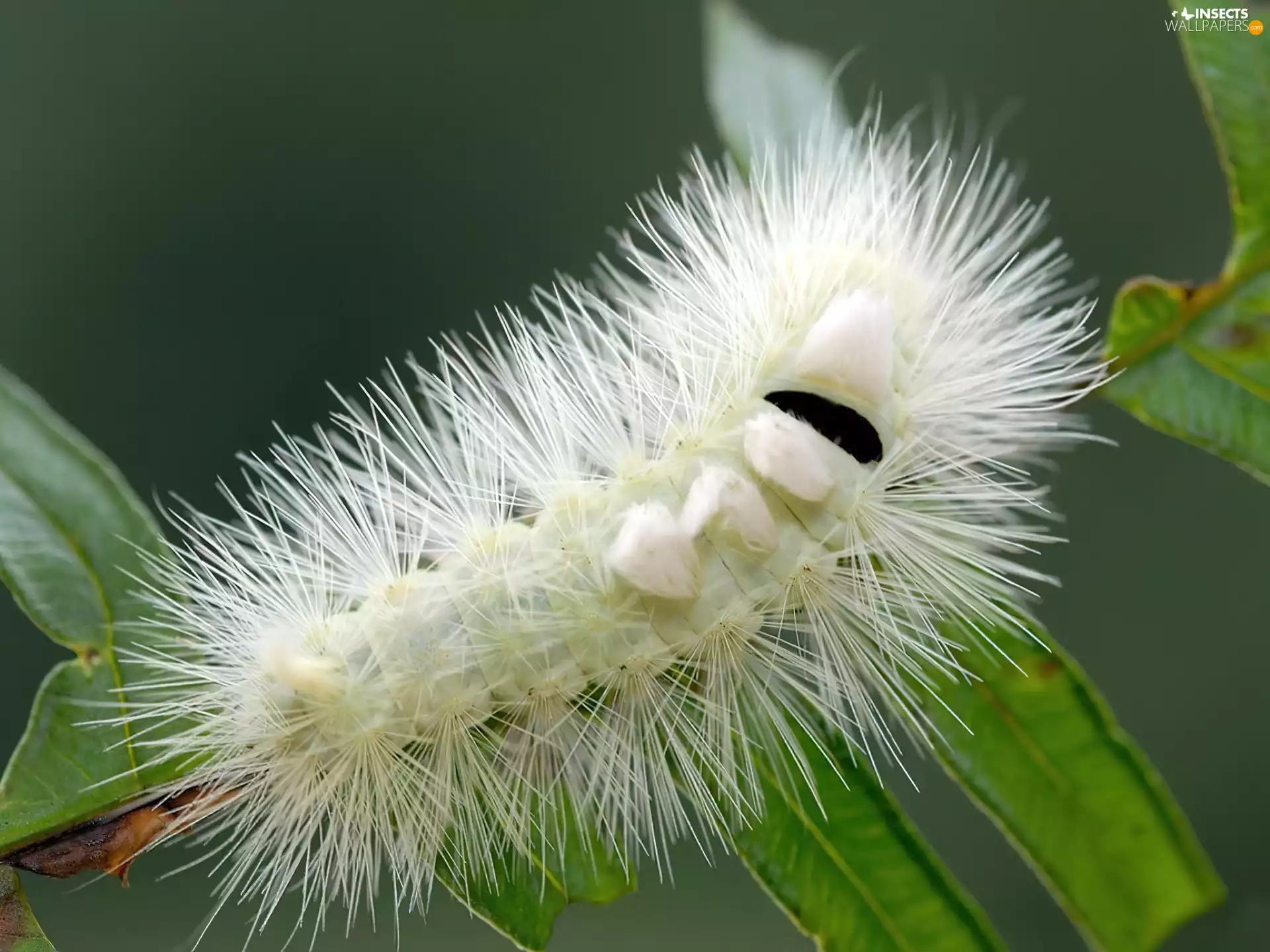 needles, White, caterpillar
