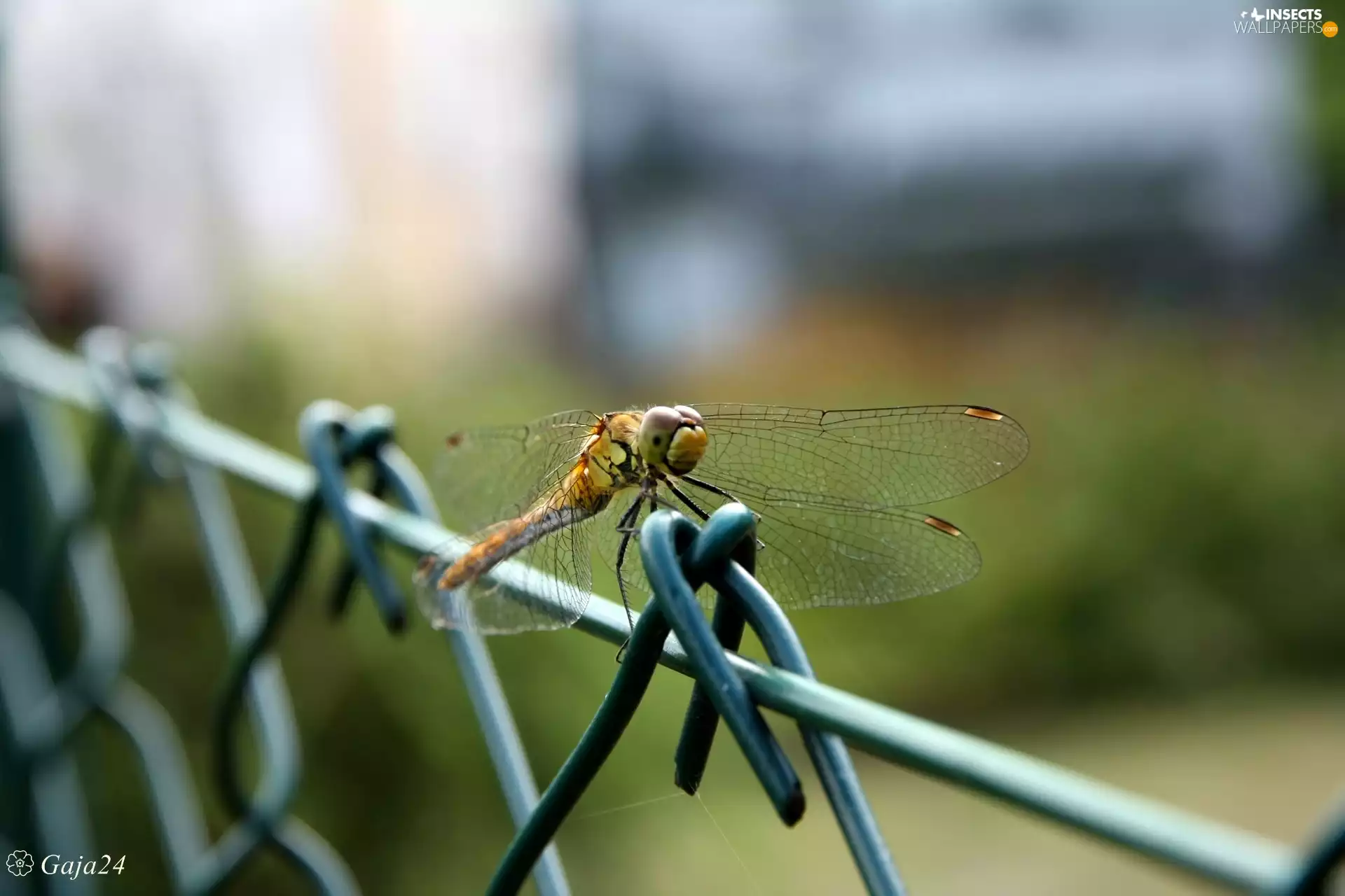 Close, dragon-fly, net