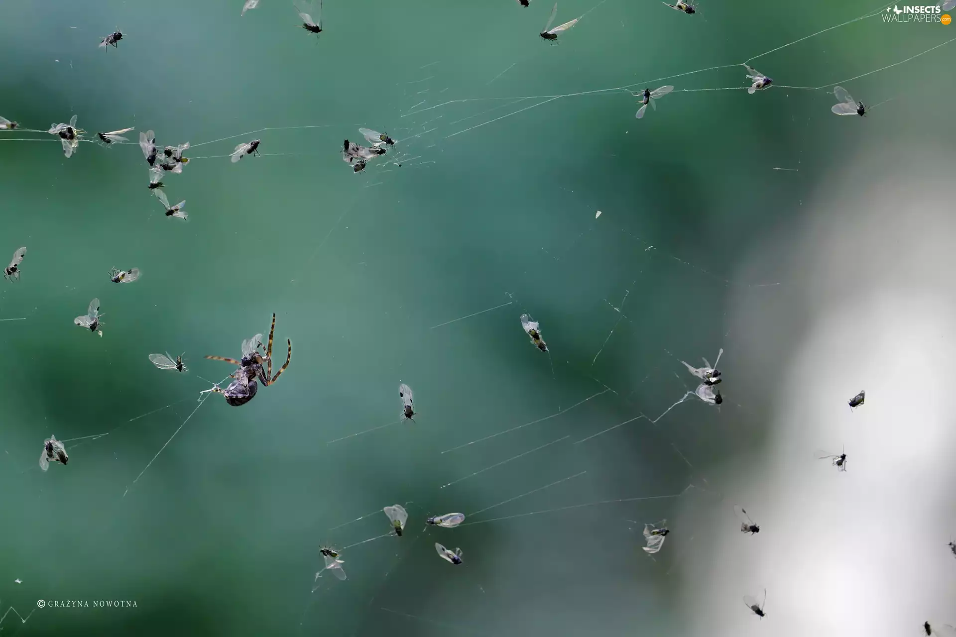 net, Spider, flies