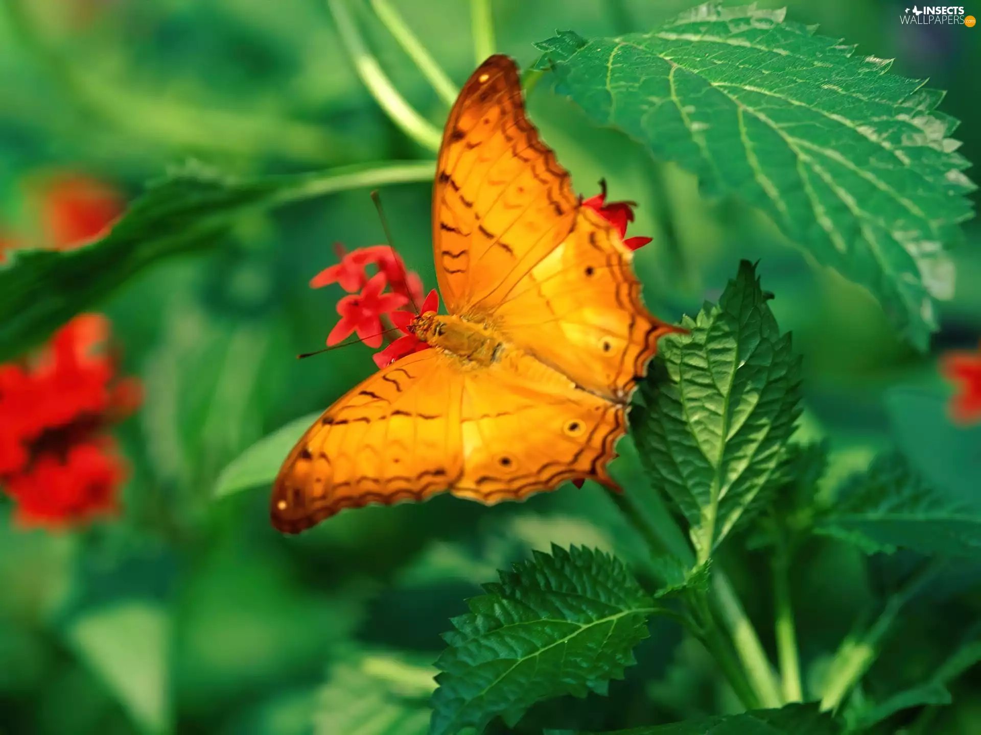 nettle, Orange, butterfly