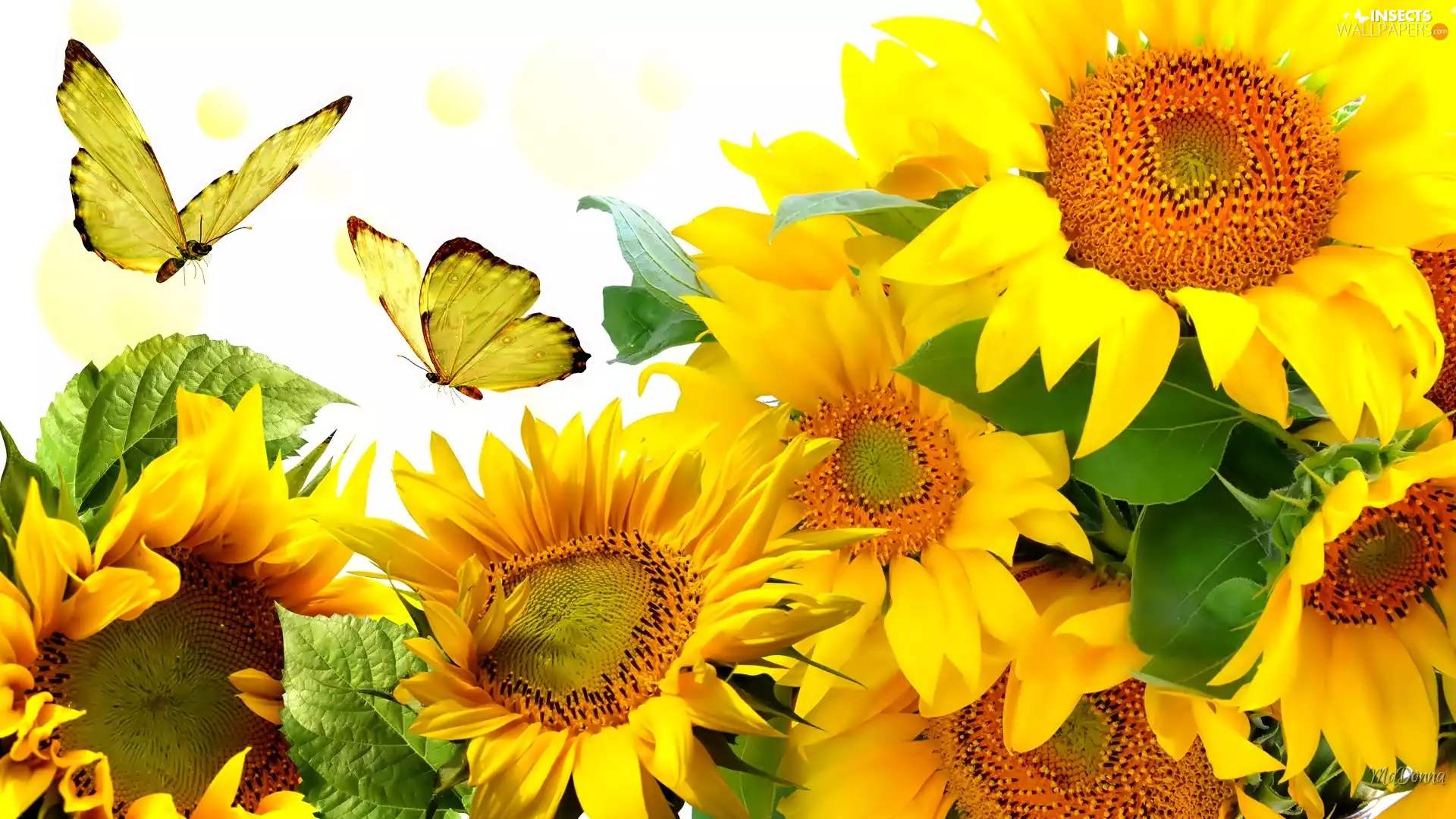 Nice sunflowers, butterflies