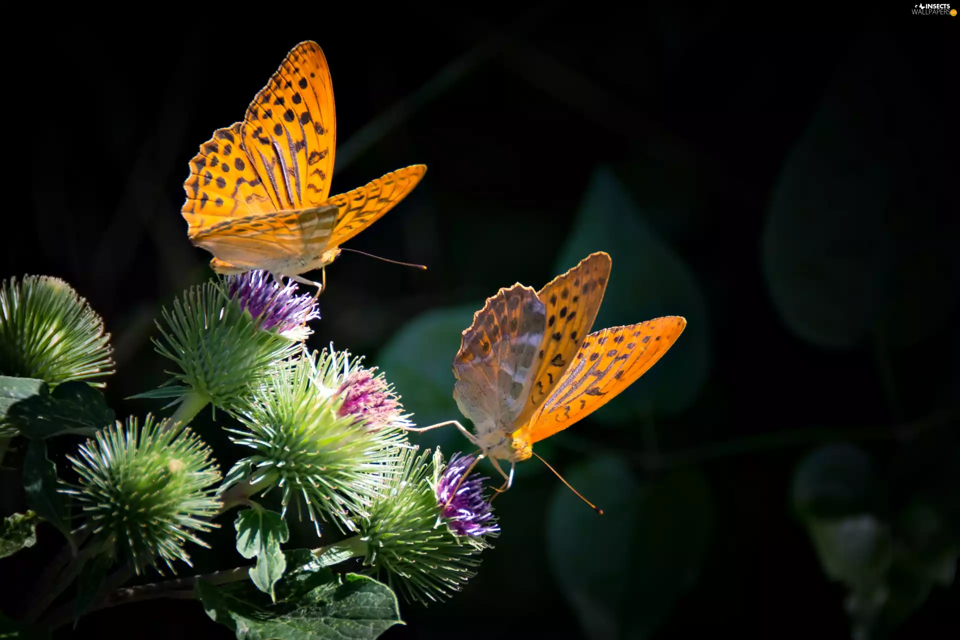 Nacre, Orange, teasel, Night, Paphia, butterflies