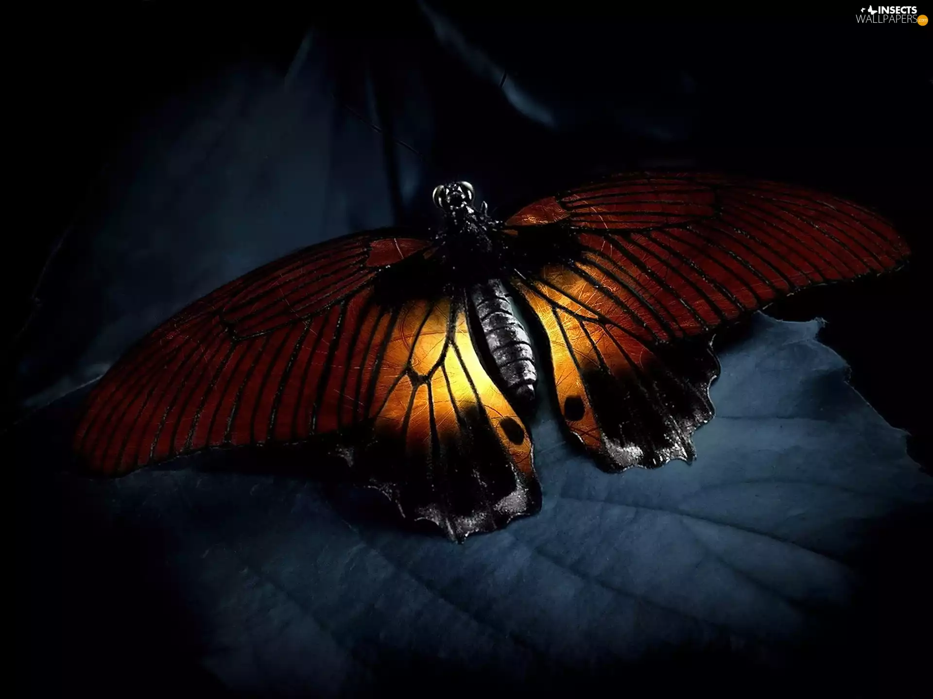 Night, butterfly, leaf