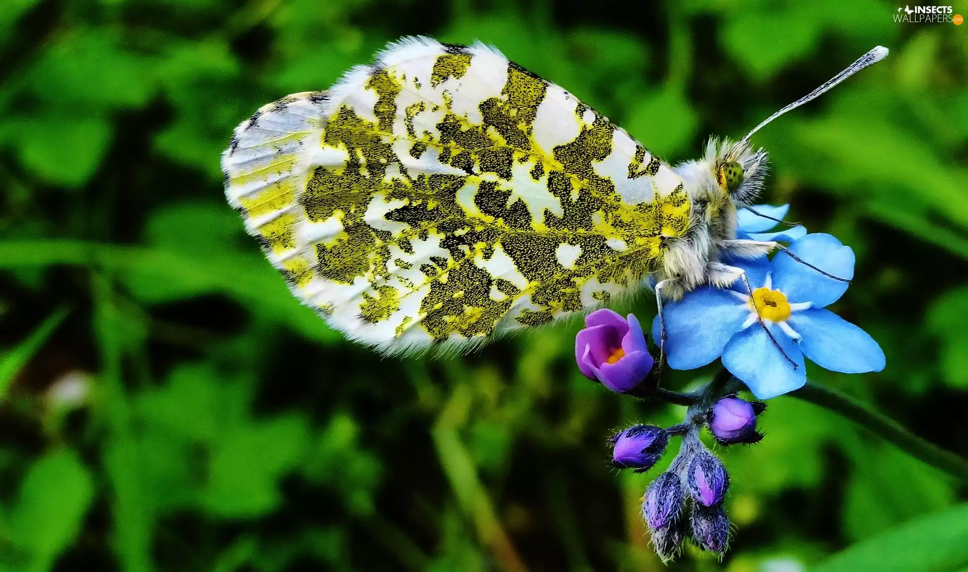 butterfly, forget-me-not