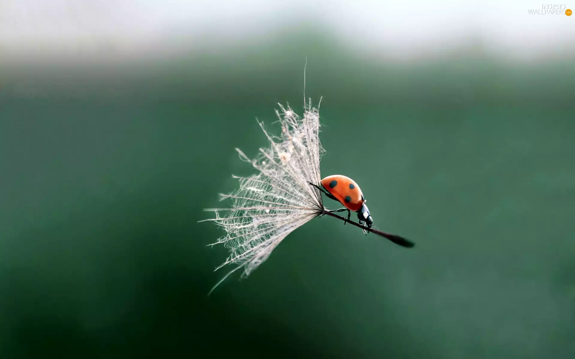 nun, ladybird, fruit