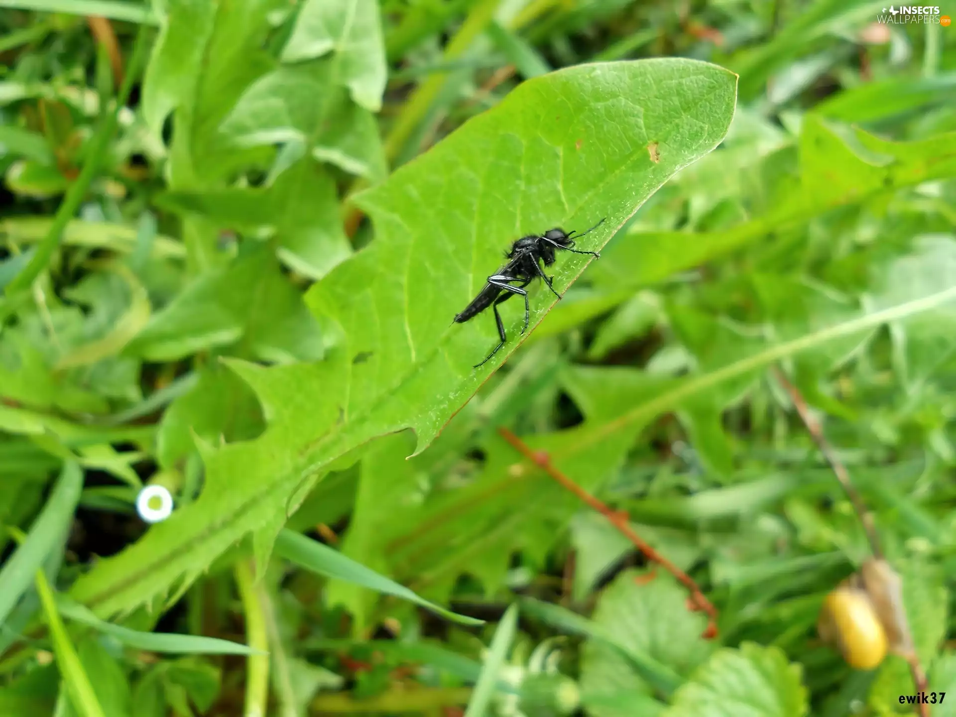 leaf, fly, Close, nun