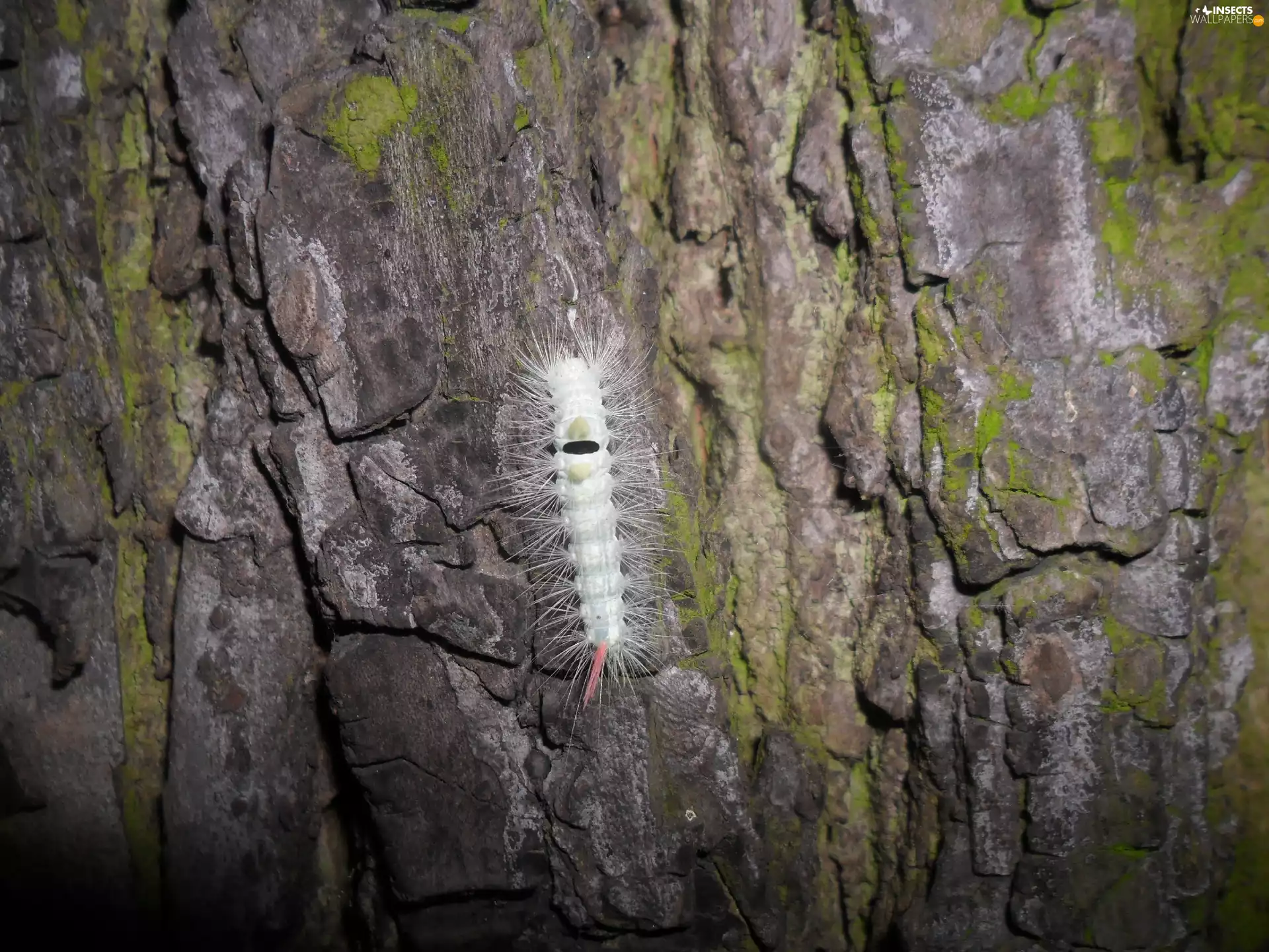 bark, oak, caterpillar, an, hairy