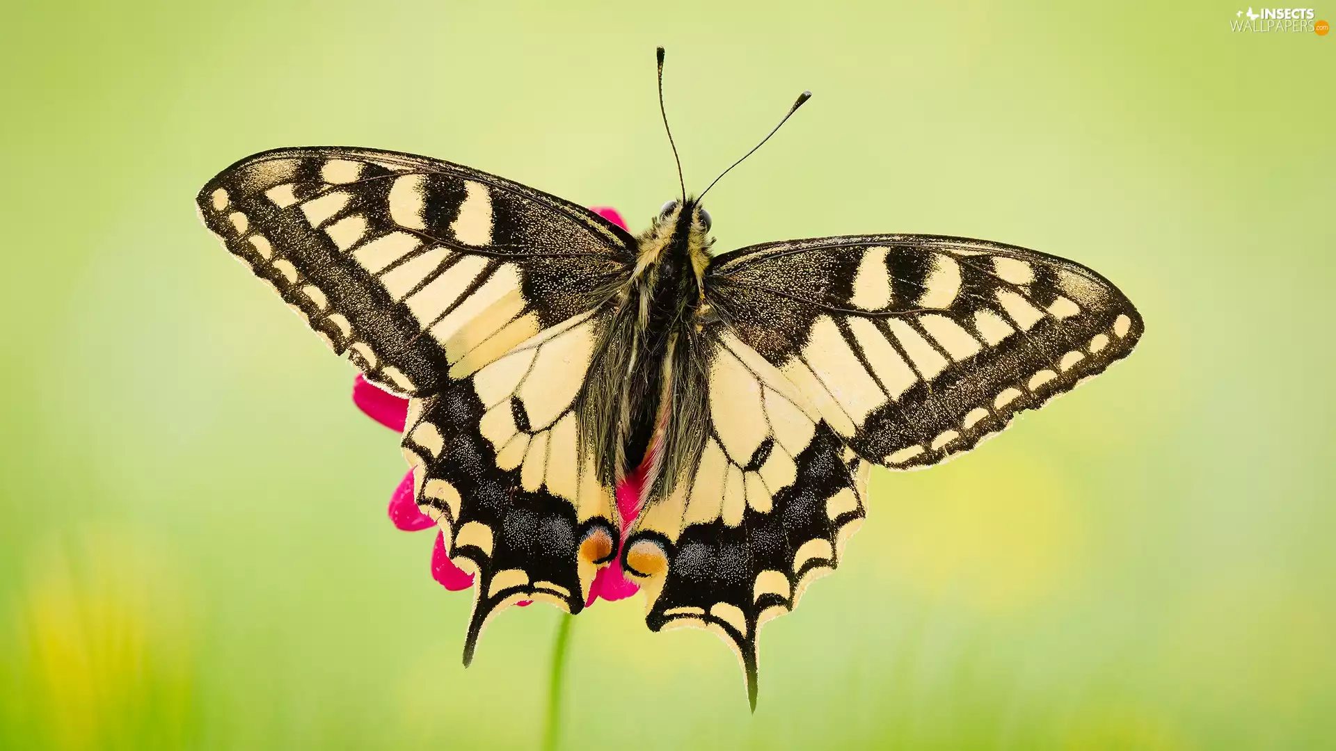 green ones, background, Oct Queen, Close, butterfly