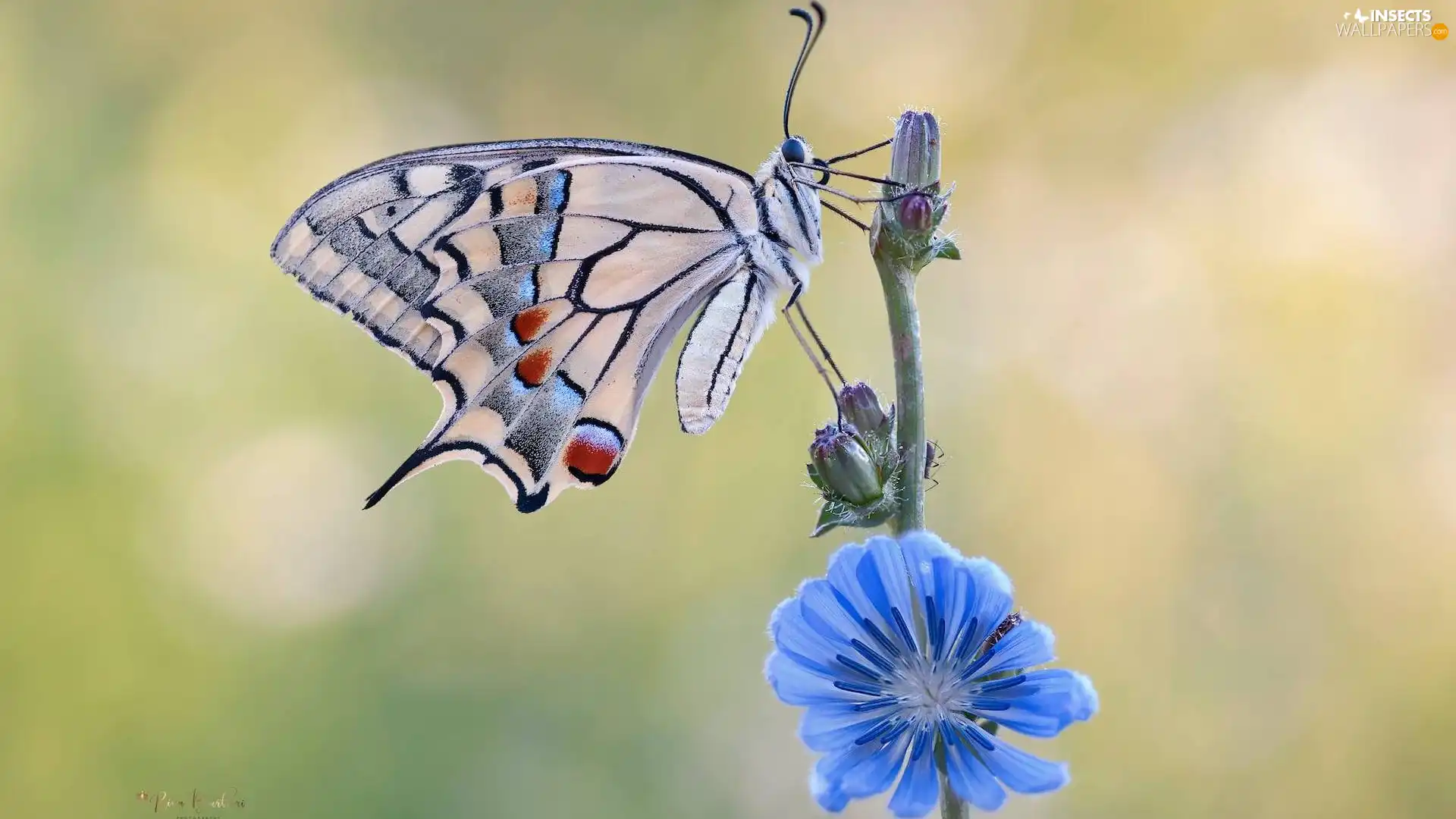 Colourfull Flowers, Close, Oct Queen, blue, butterfly