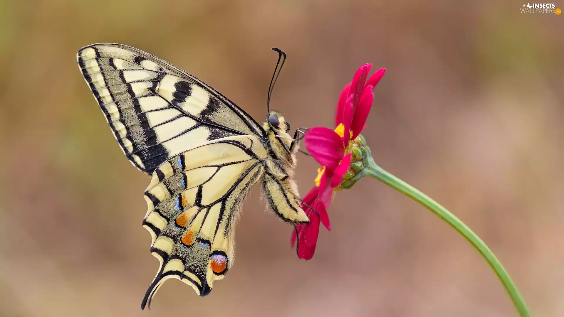 Colourfull Flowers, Close, Oct Queen, Red, butterfly