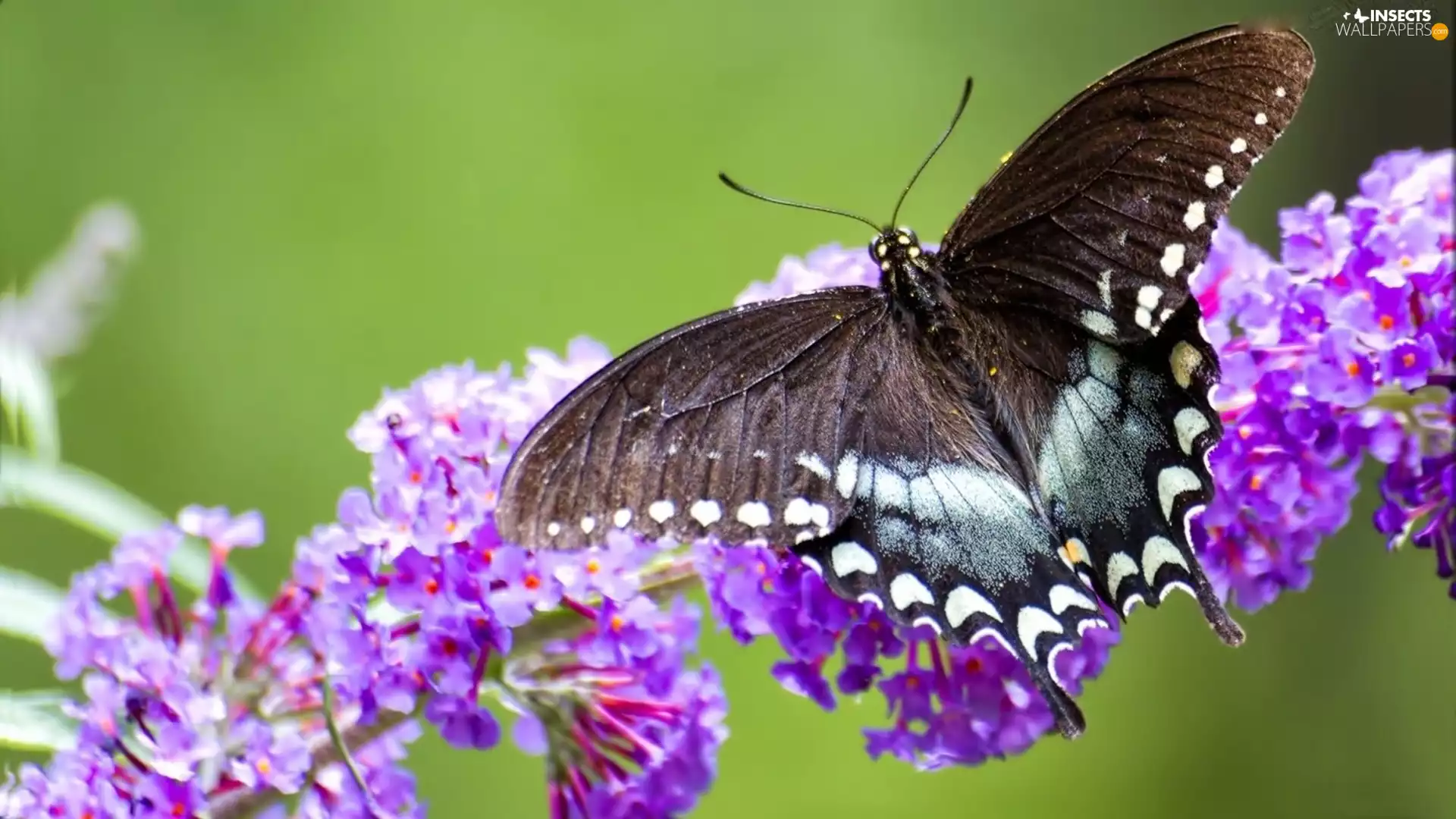 purple, Flowers, butterfly, Oct Queen, color