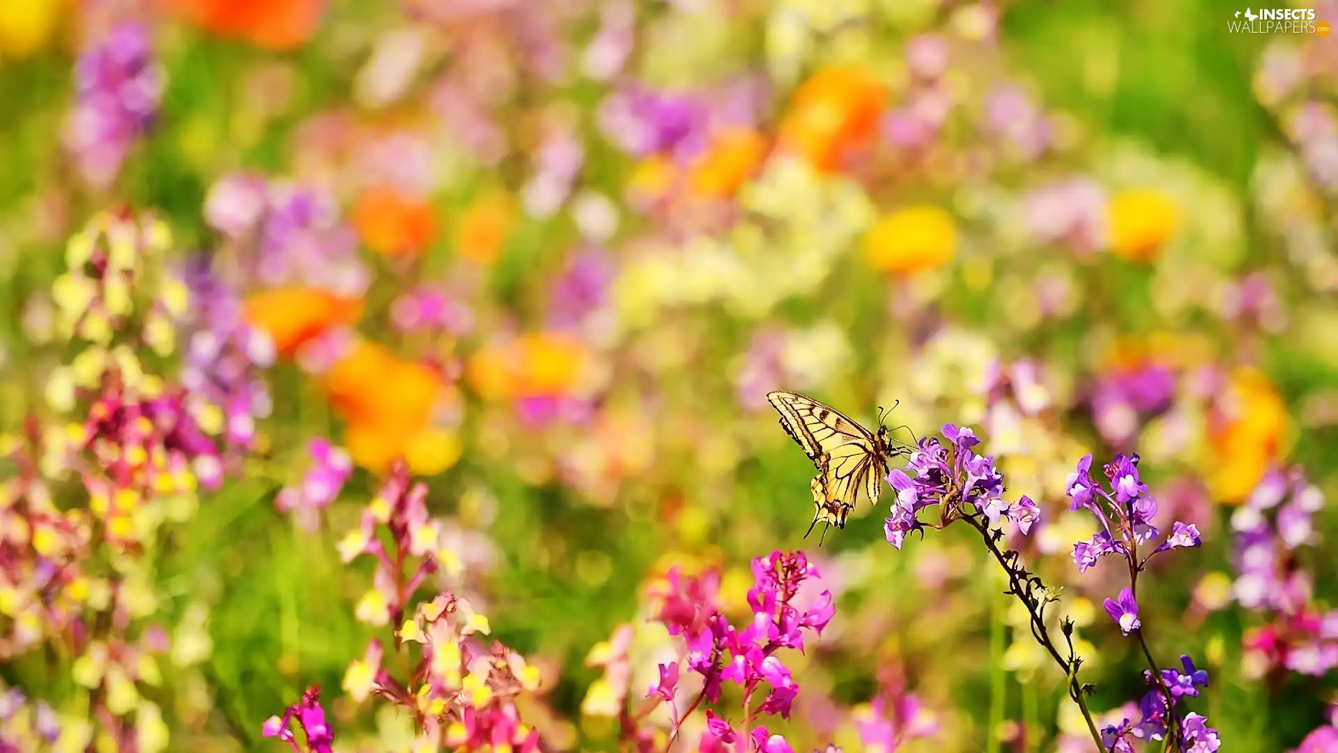 color, butterfly, Oct Queen, Flowers