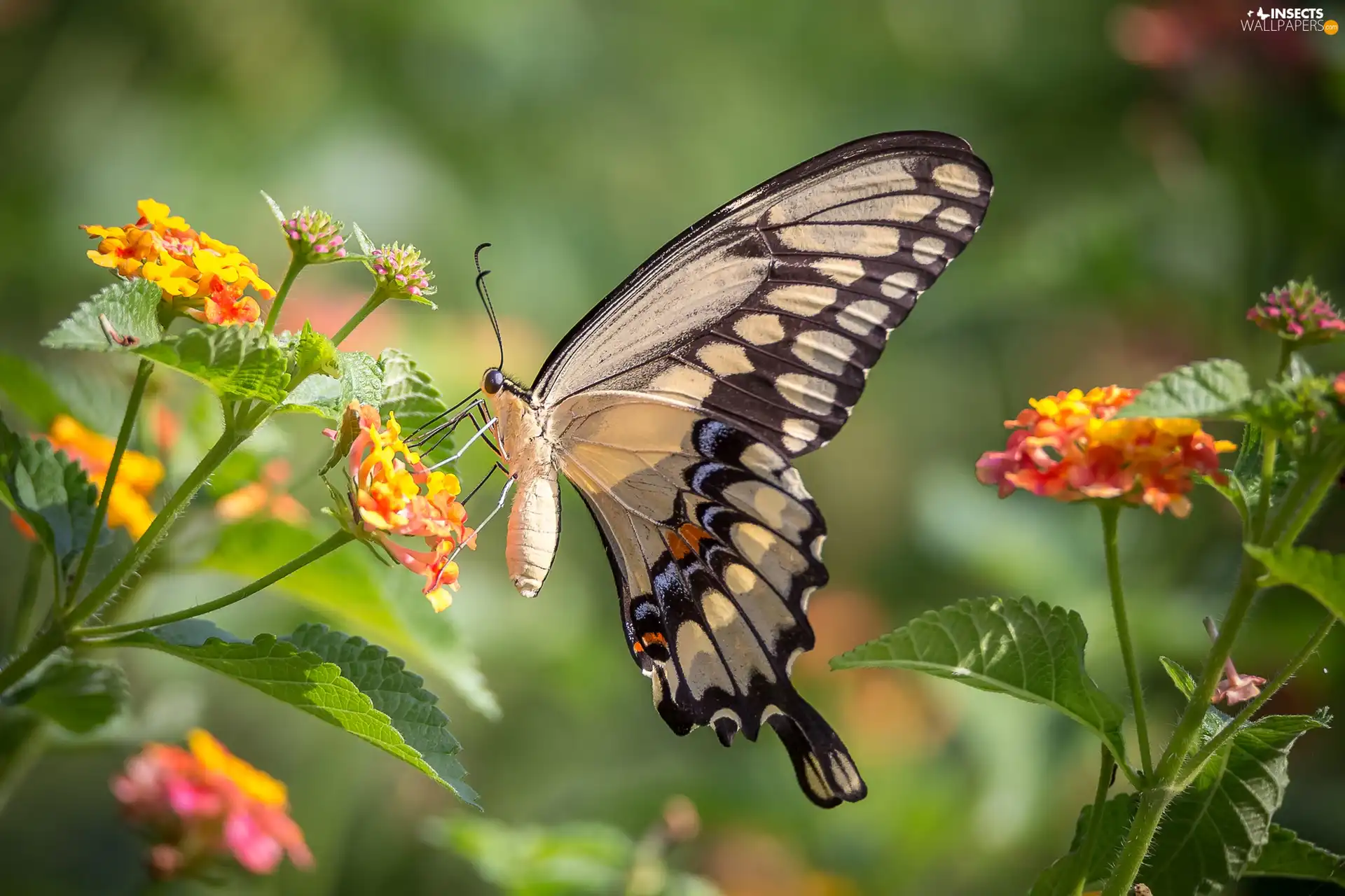 Flowers, butterfly, Oct Queen