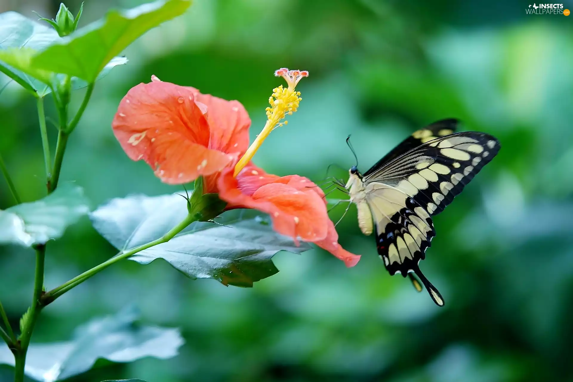 Colourfull Flowers, butterfly, Oct Queen, hibiskus