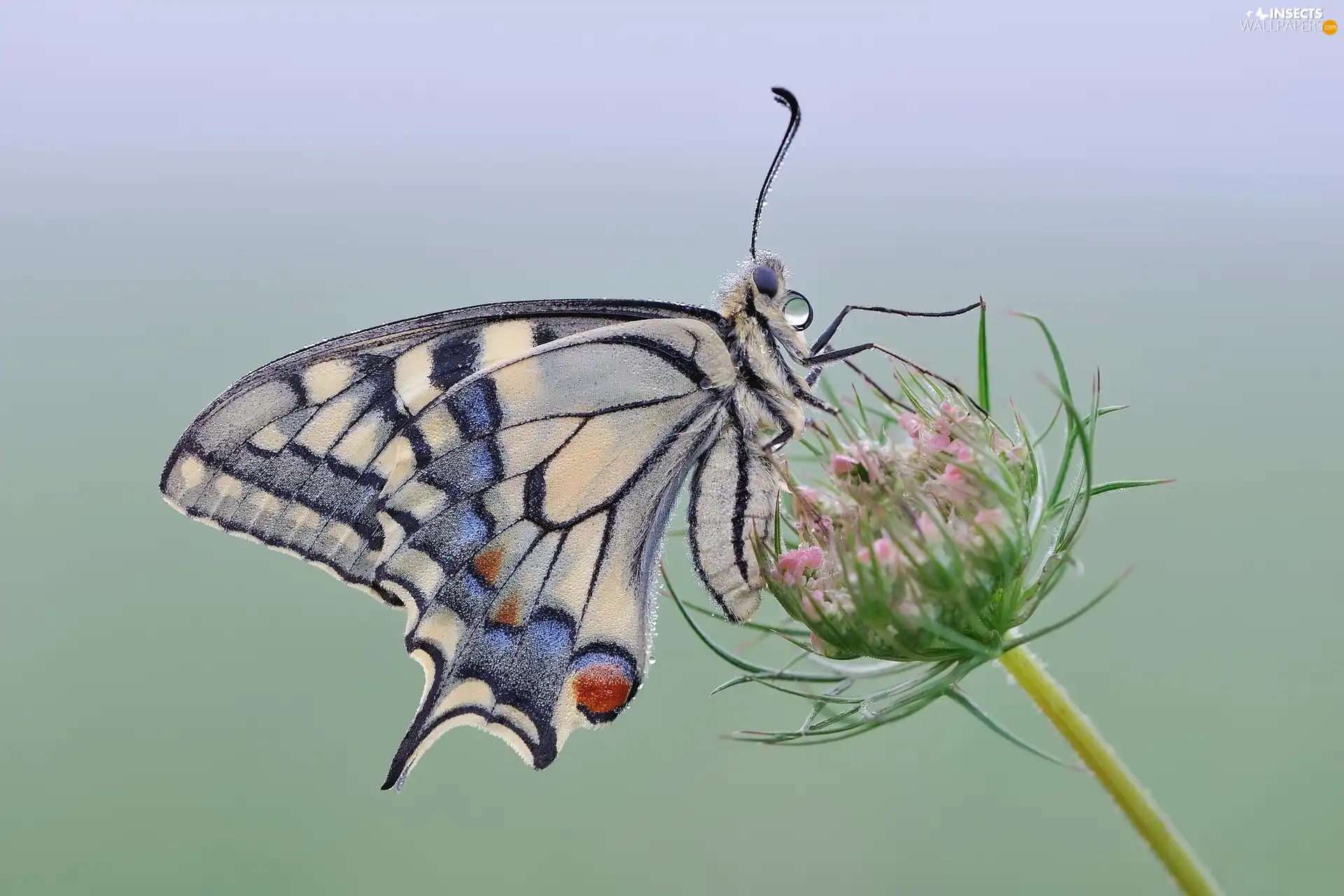 plant, butterfly, Oct Queen