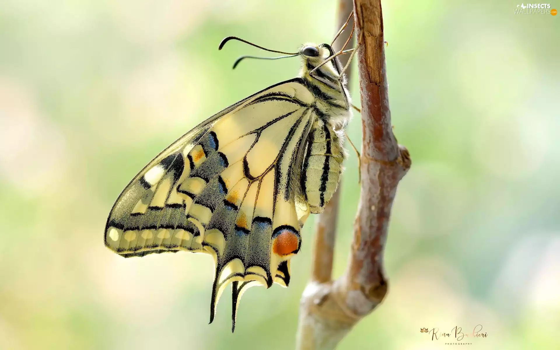 Close, Oct Queen, twig, butterfly